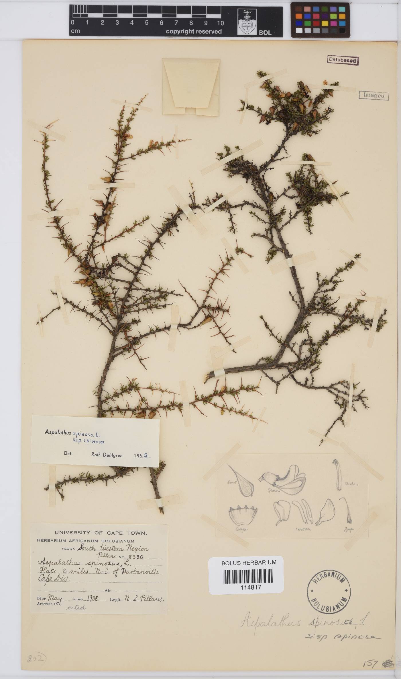 Aspalathus spinosa image