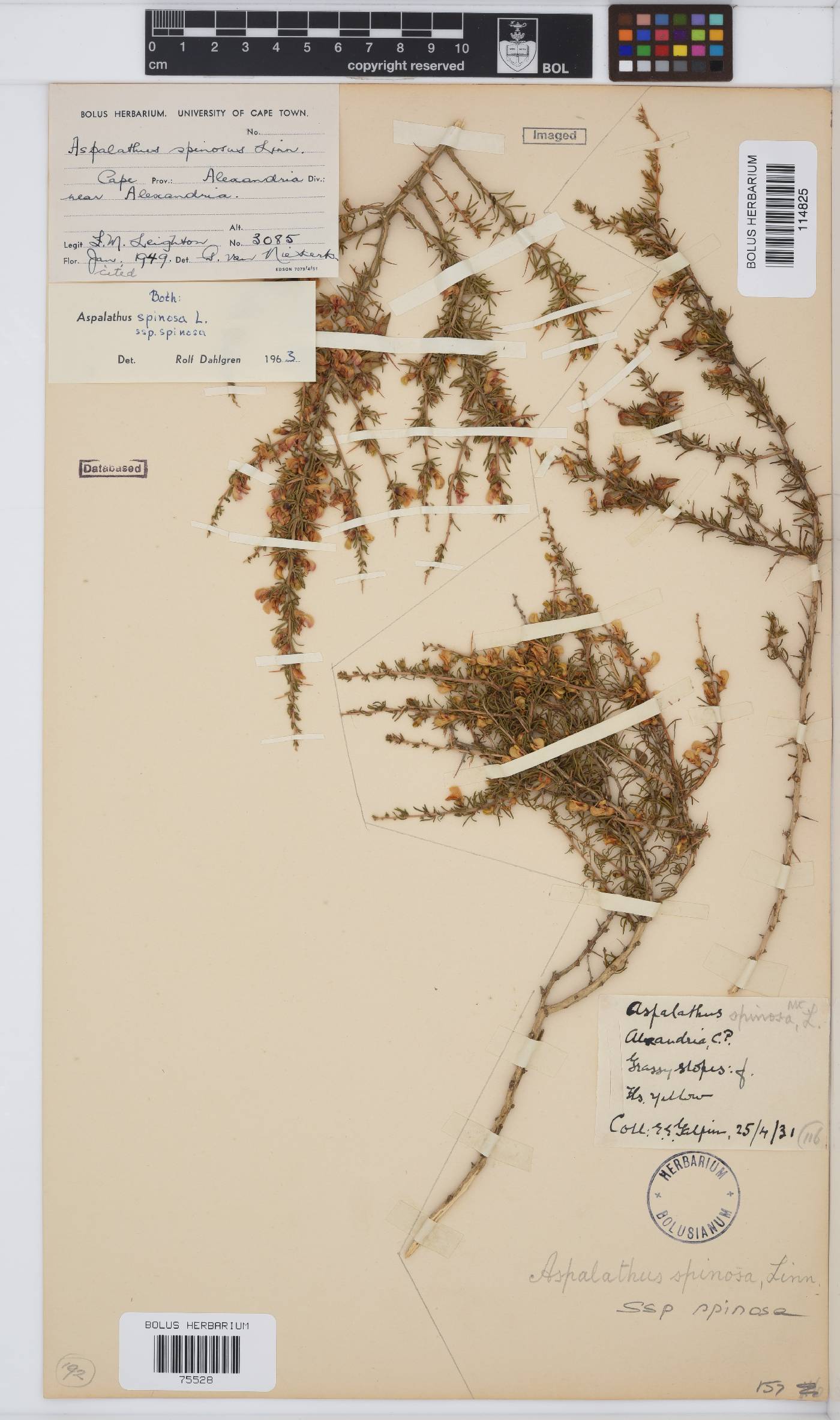 Aspalathus spinosa subsp. spinosa image