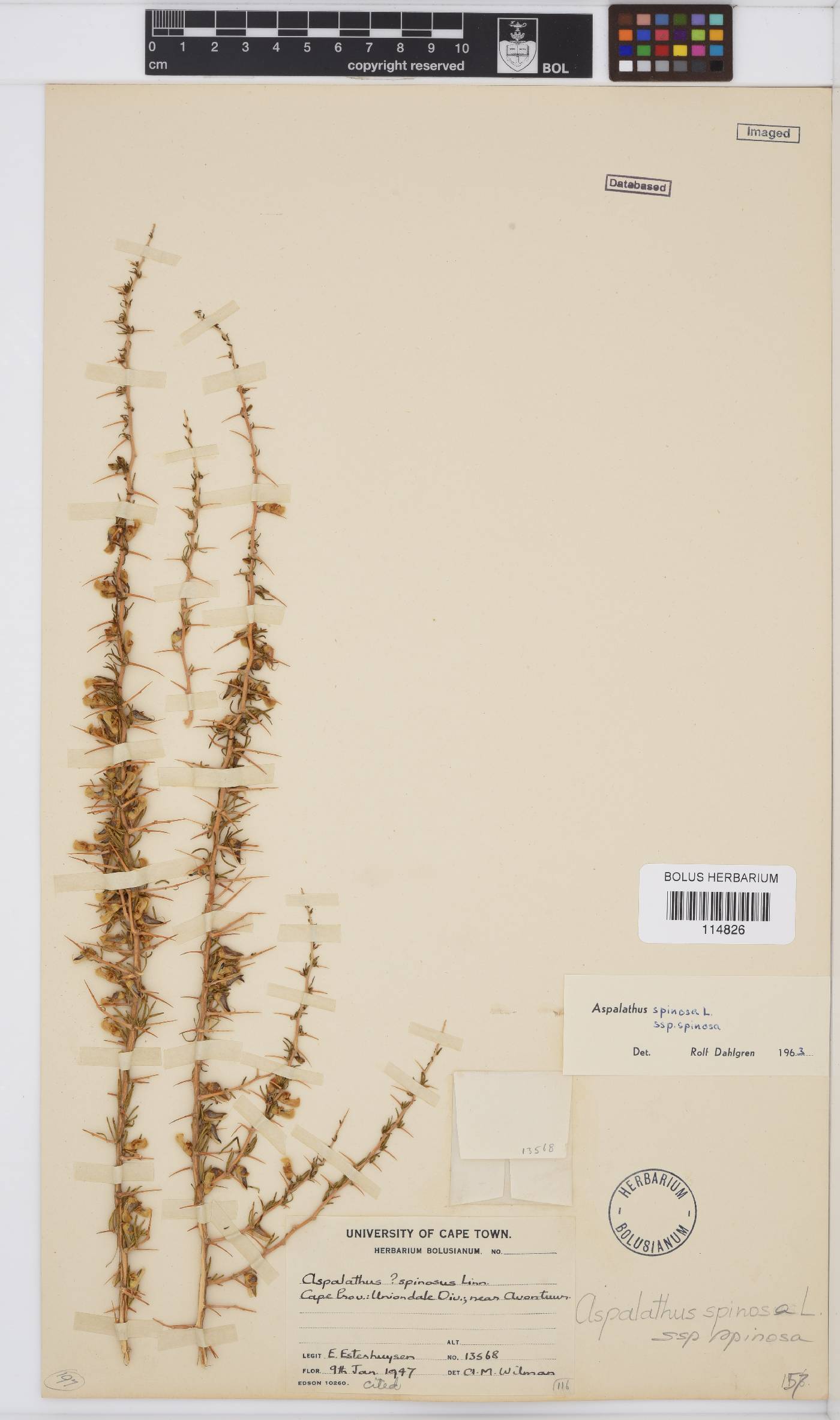 Aspalathus spinosa subsp. spinosa image