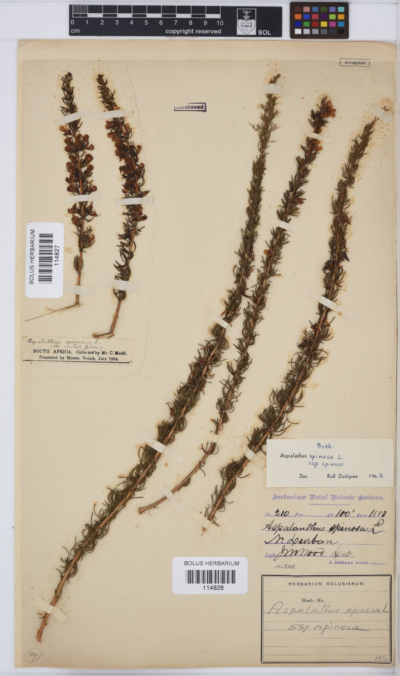 Aspalathus spinosa subsp. spinosa image