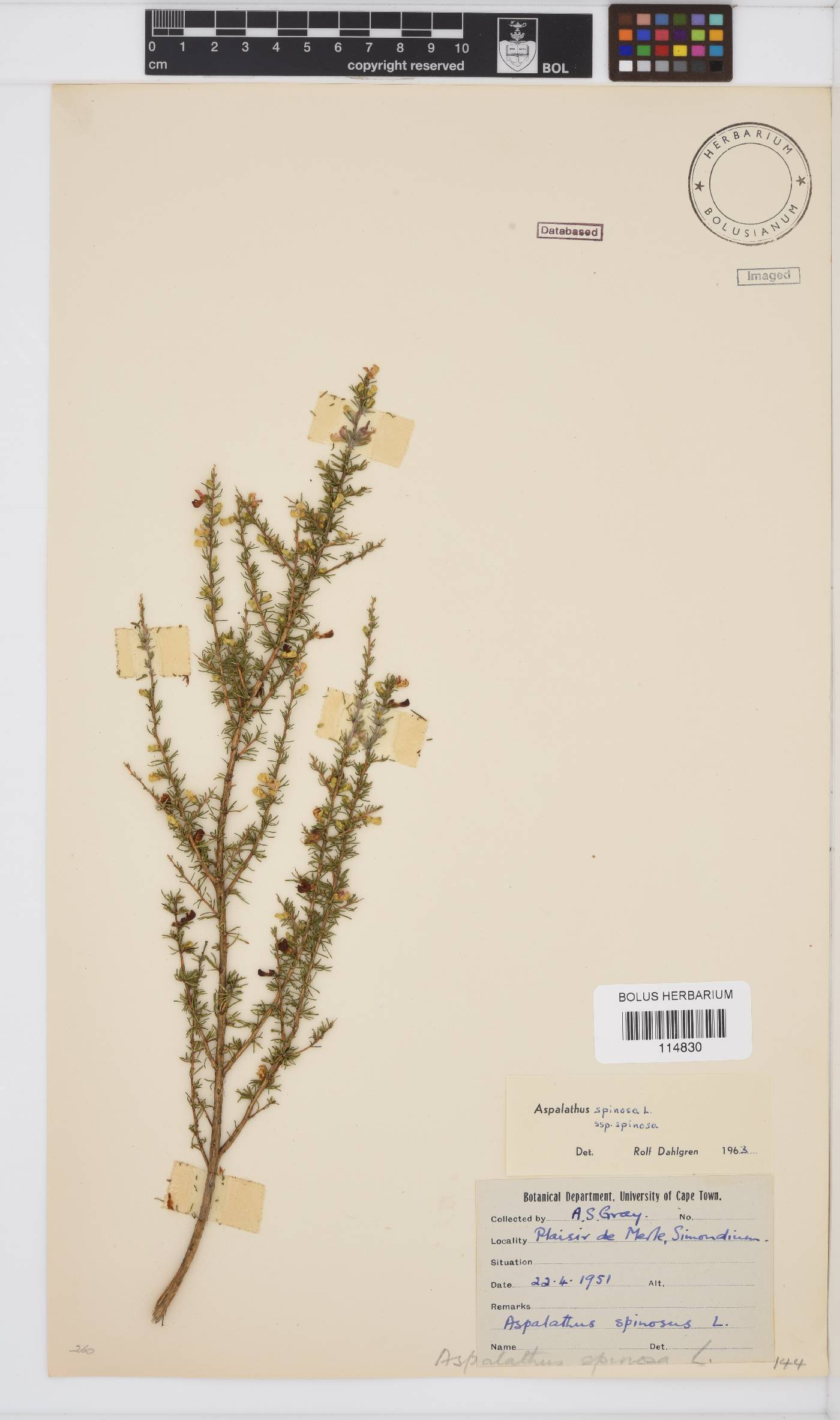 Aspalathus spinosa subsp. spinosa image