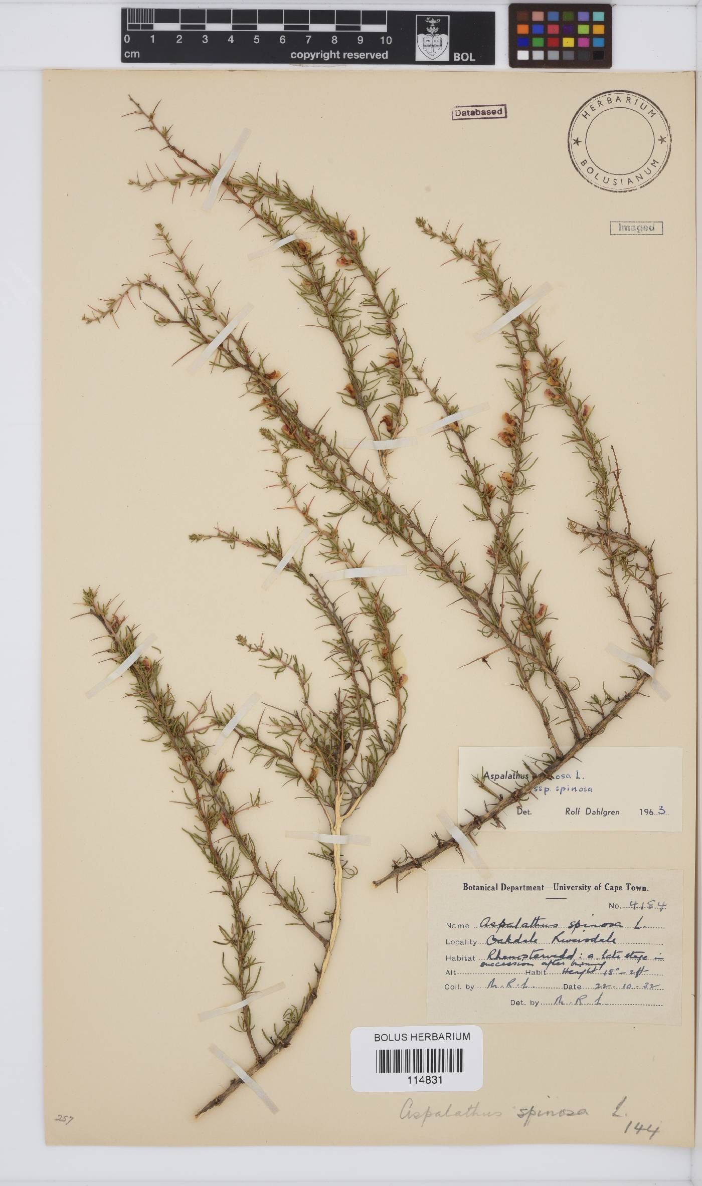 Aspalathus spinosa subsp. spinosa image