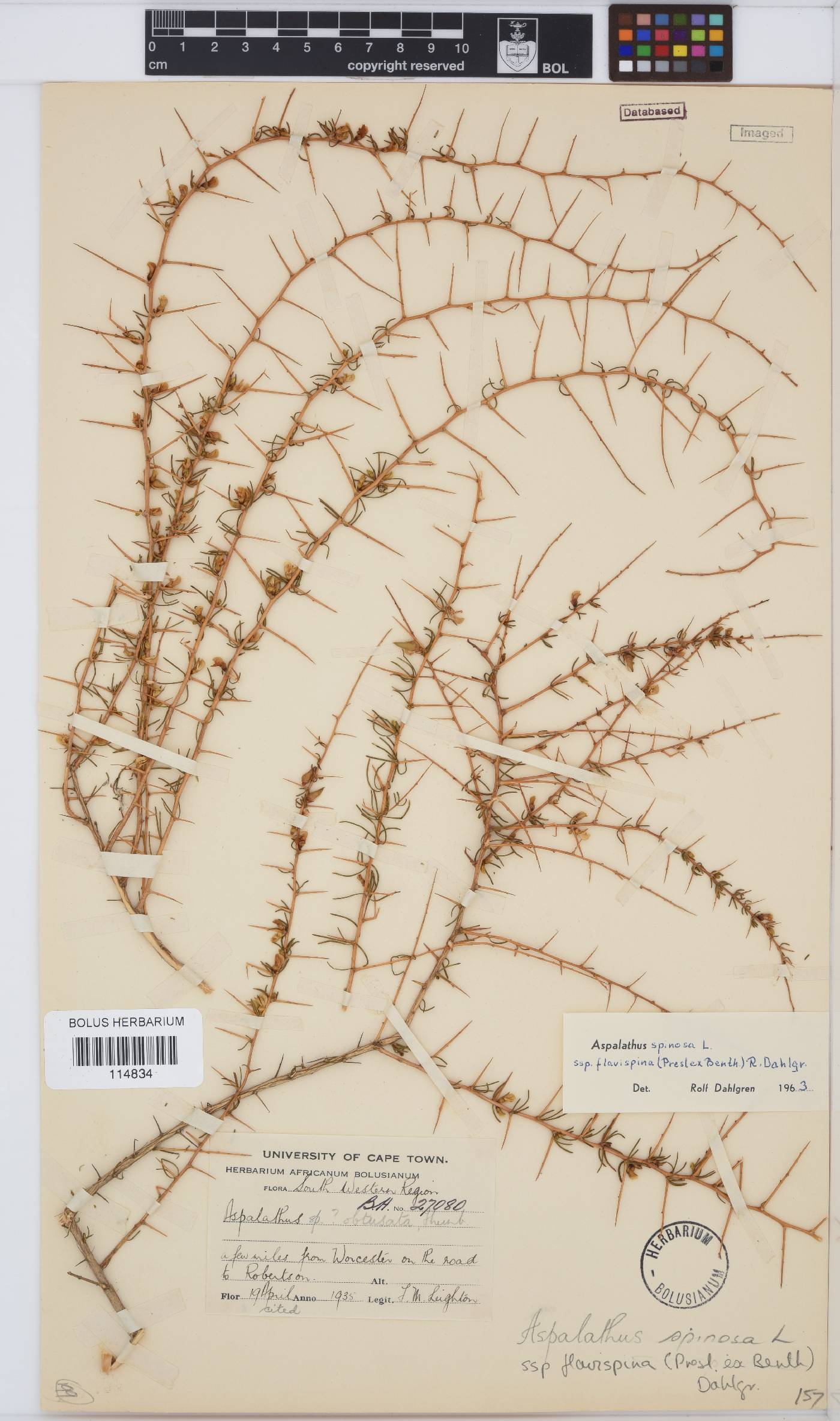 Aspalathus spinosa subsp. flavispina image