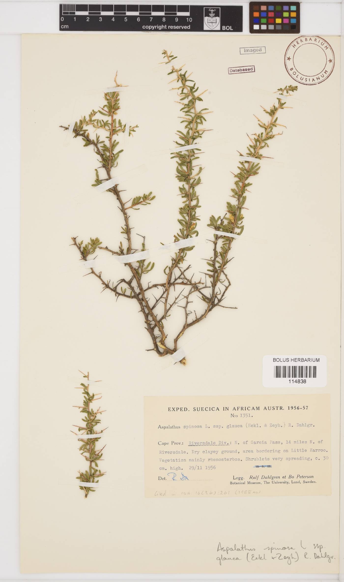 Aspalathus spinosa subsp. glauca image