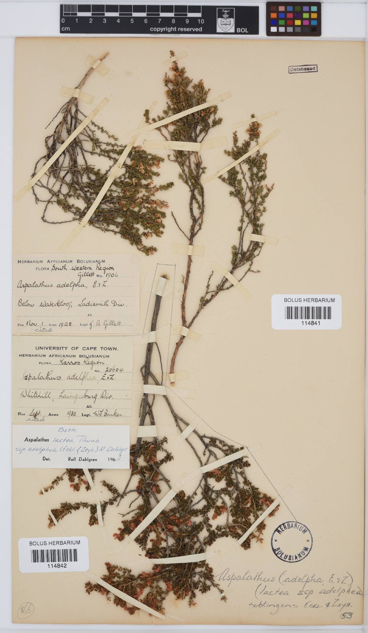 Aspalathus subtingens image