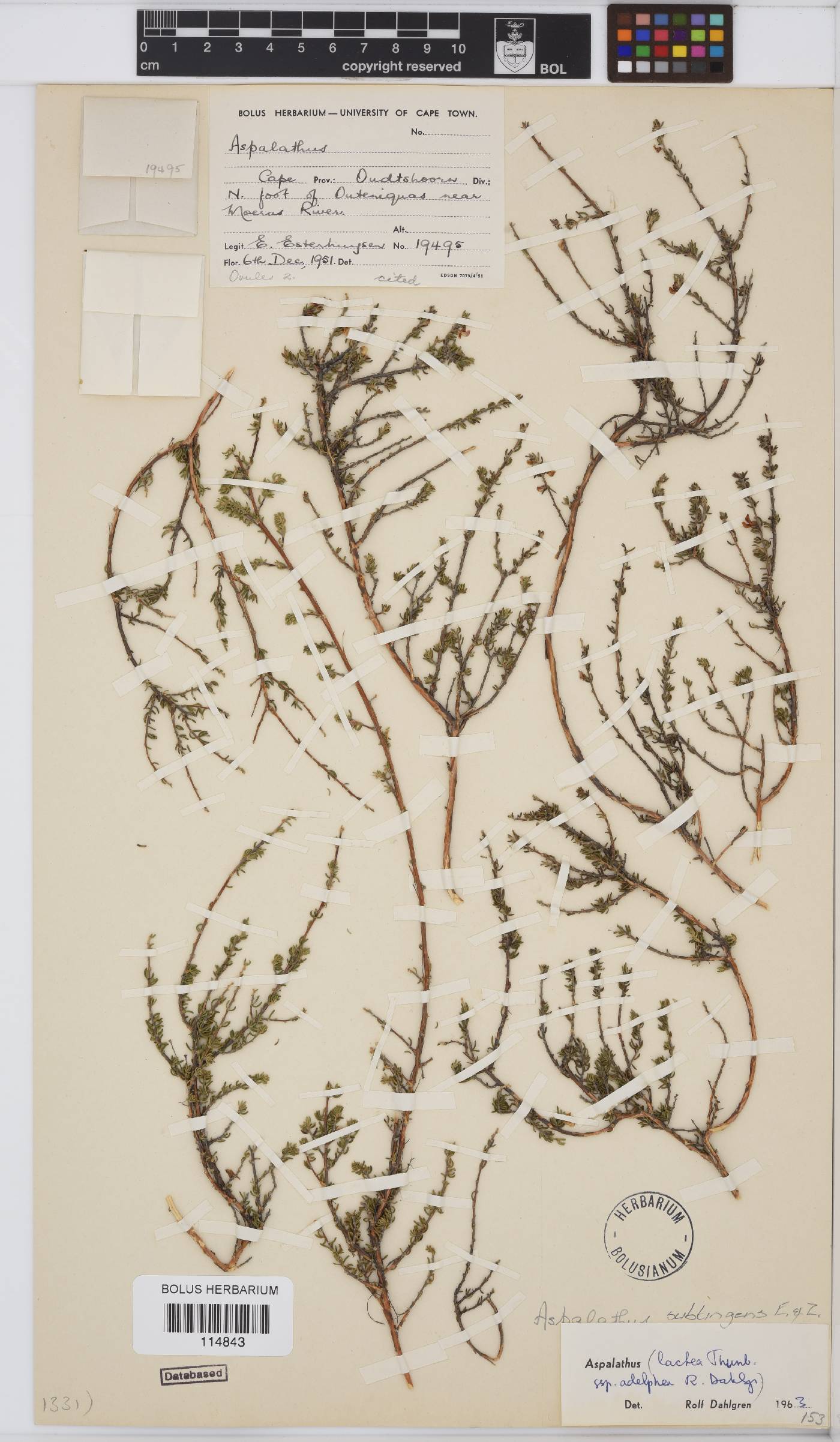 Aspalathus subtingens image