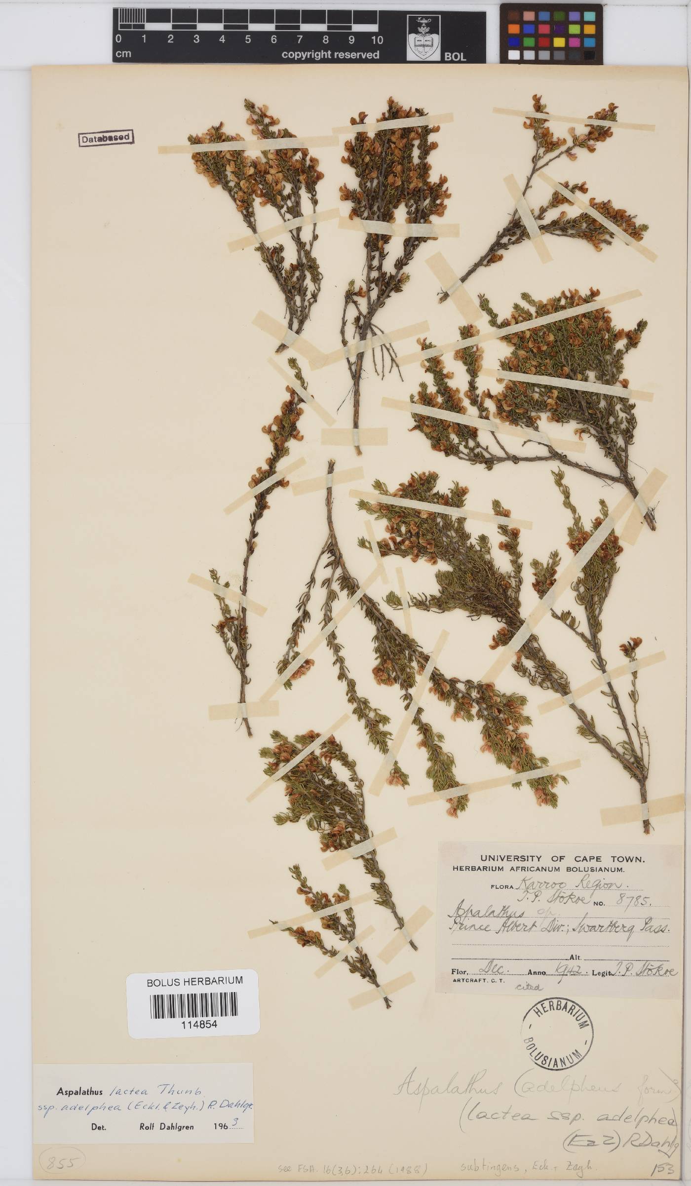 Aspalathus subtingens image