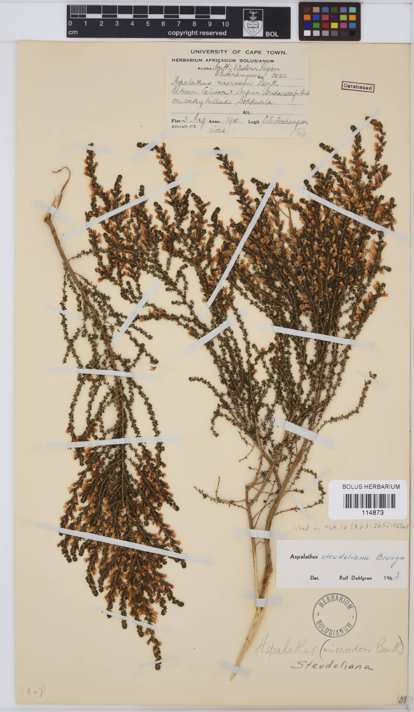 Aspalathus steudeliana image