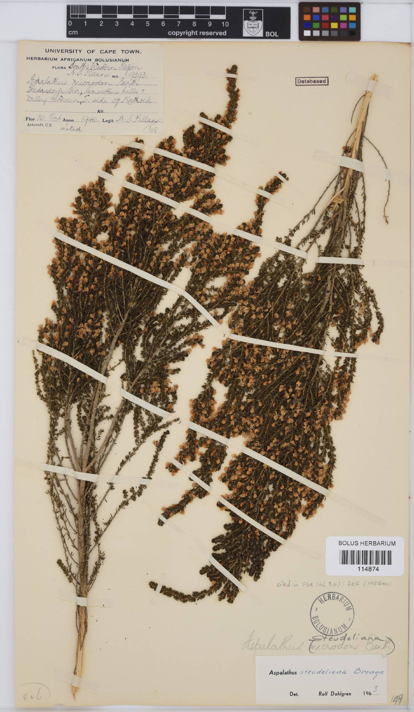 Aspalathus steudeliana image