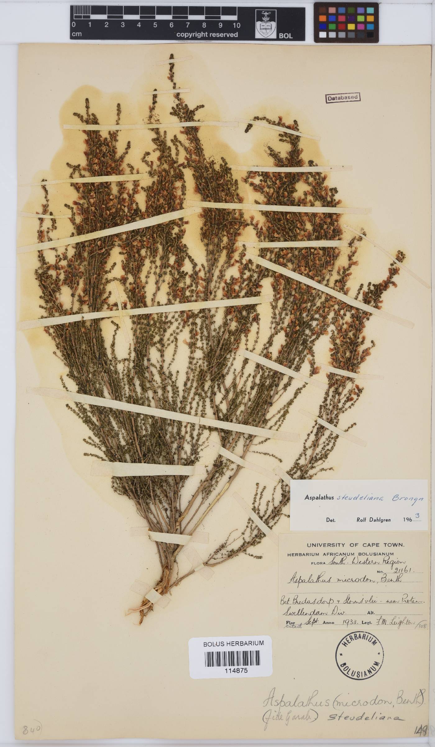 Aspalathus steudeliana image