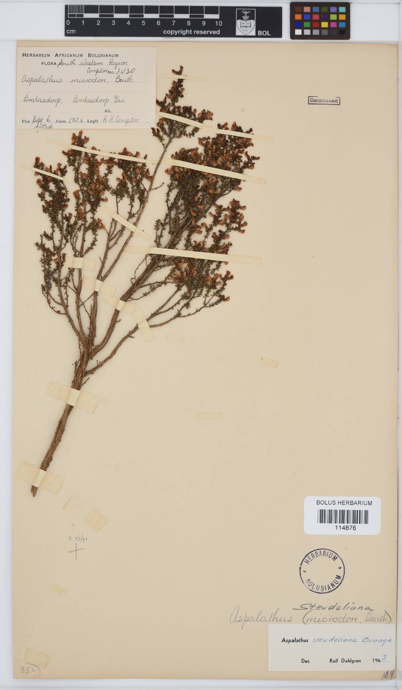 Aspalathus steudeliana image