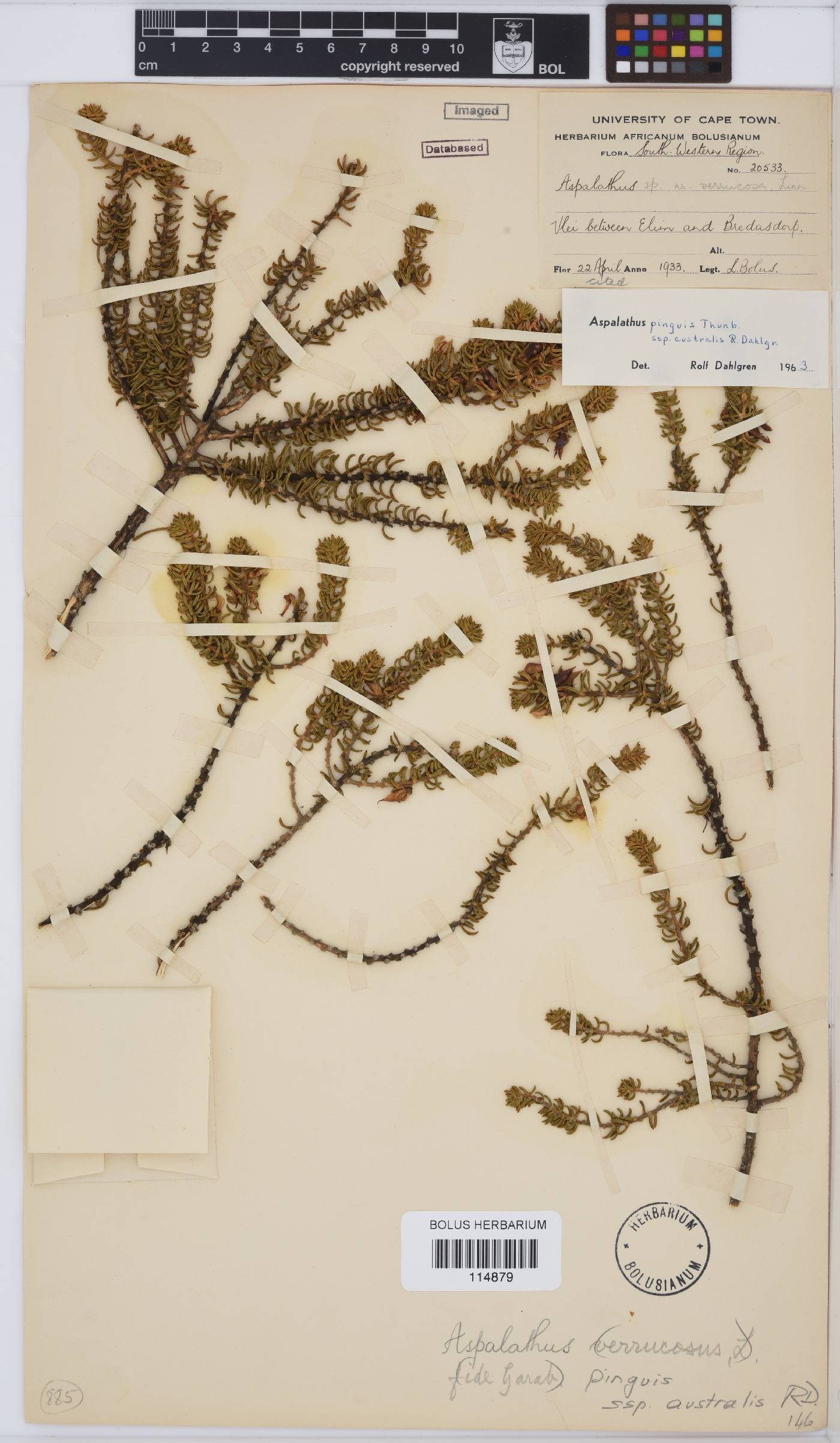 Aspalathus pinguis subsp. australis image