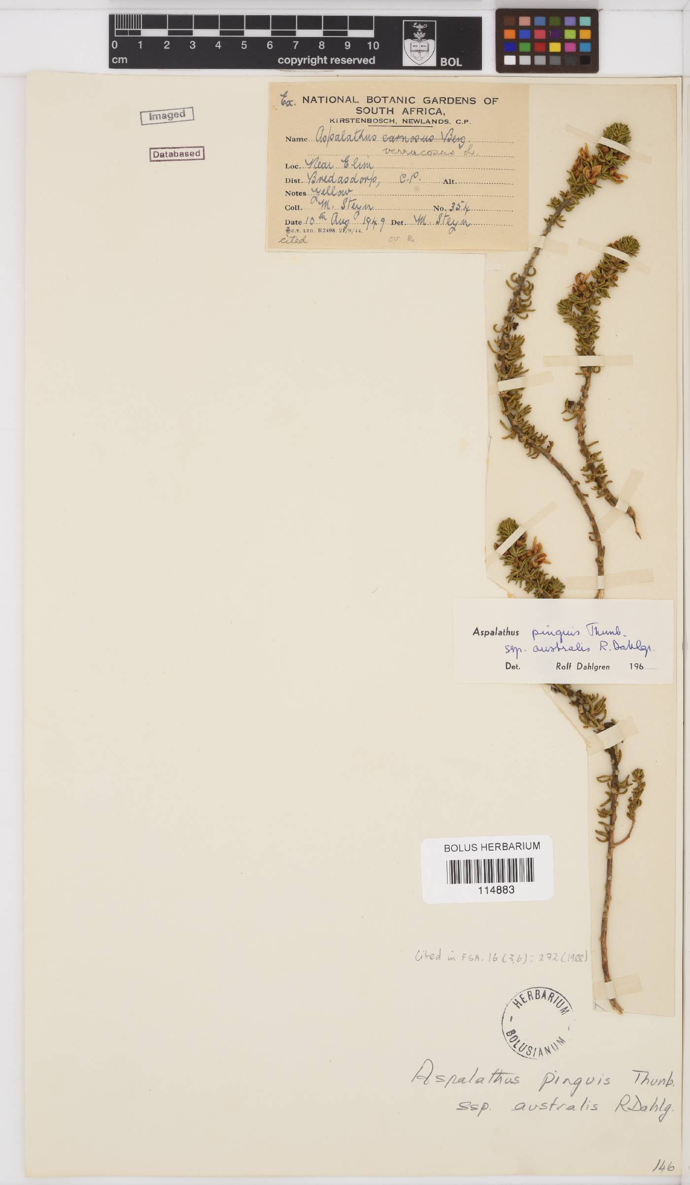 Aspalathus pinguis subsp. australis image