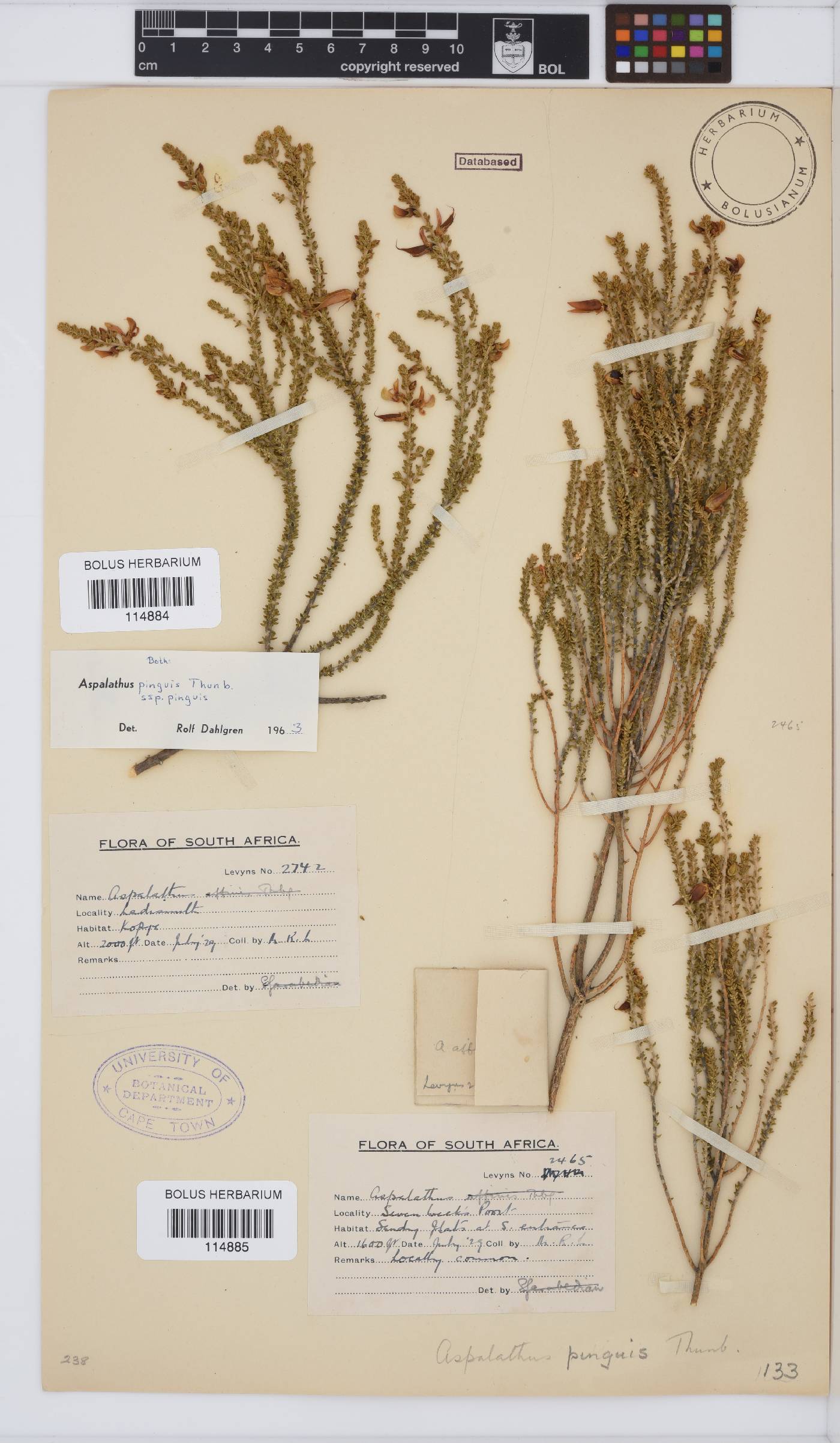 Aspalathus pinguis subsp. pinguis image