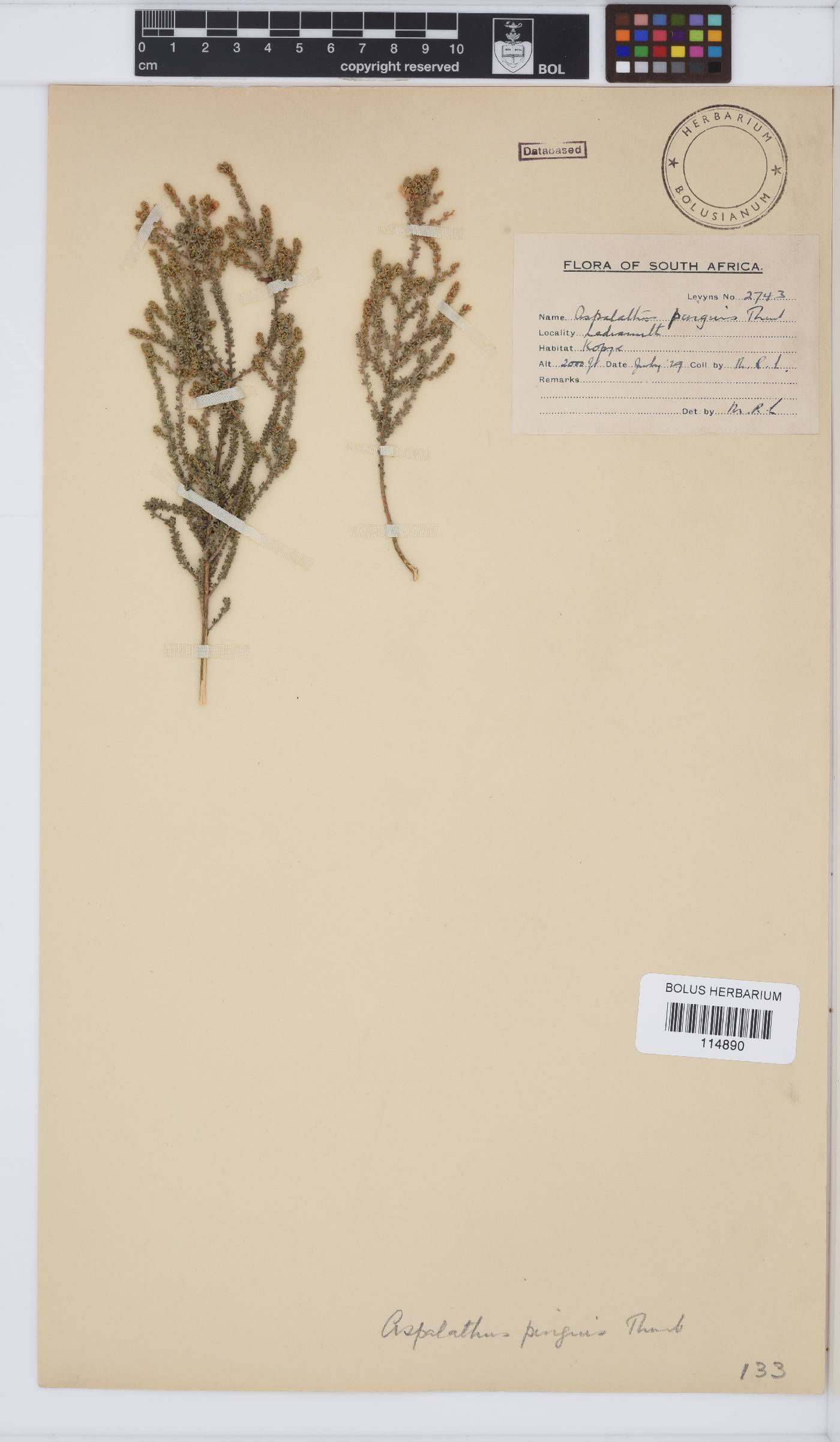 Aspalathus pinguis image
