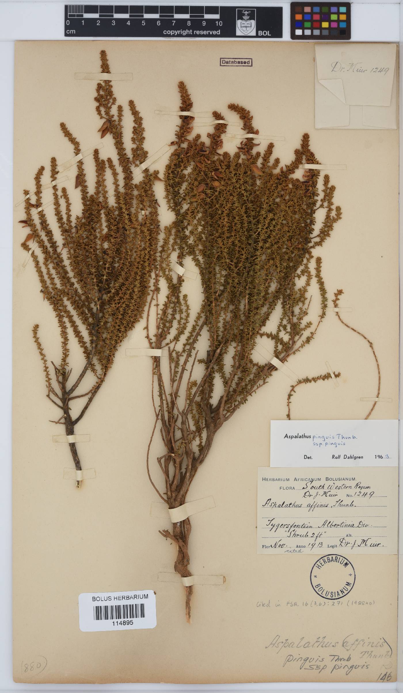 Aspalathus pinguis subsp. pinguis image