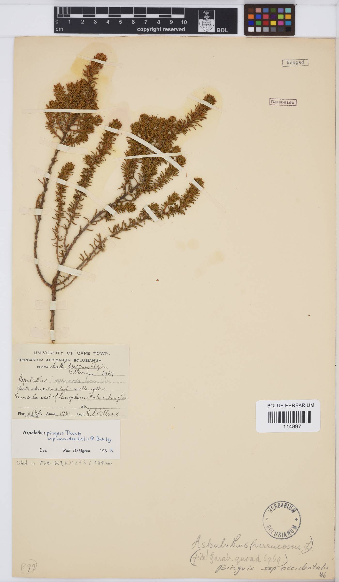 Aspalathus pinguis subsp. occidentalis image