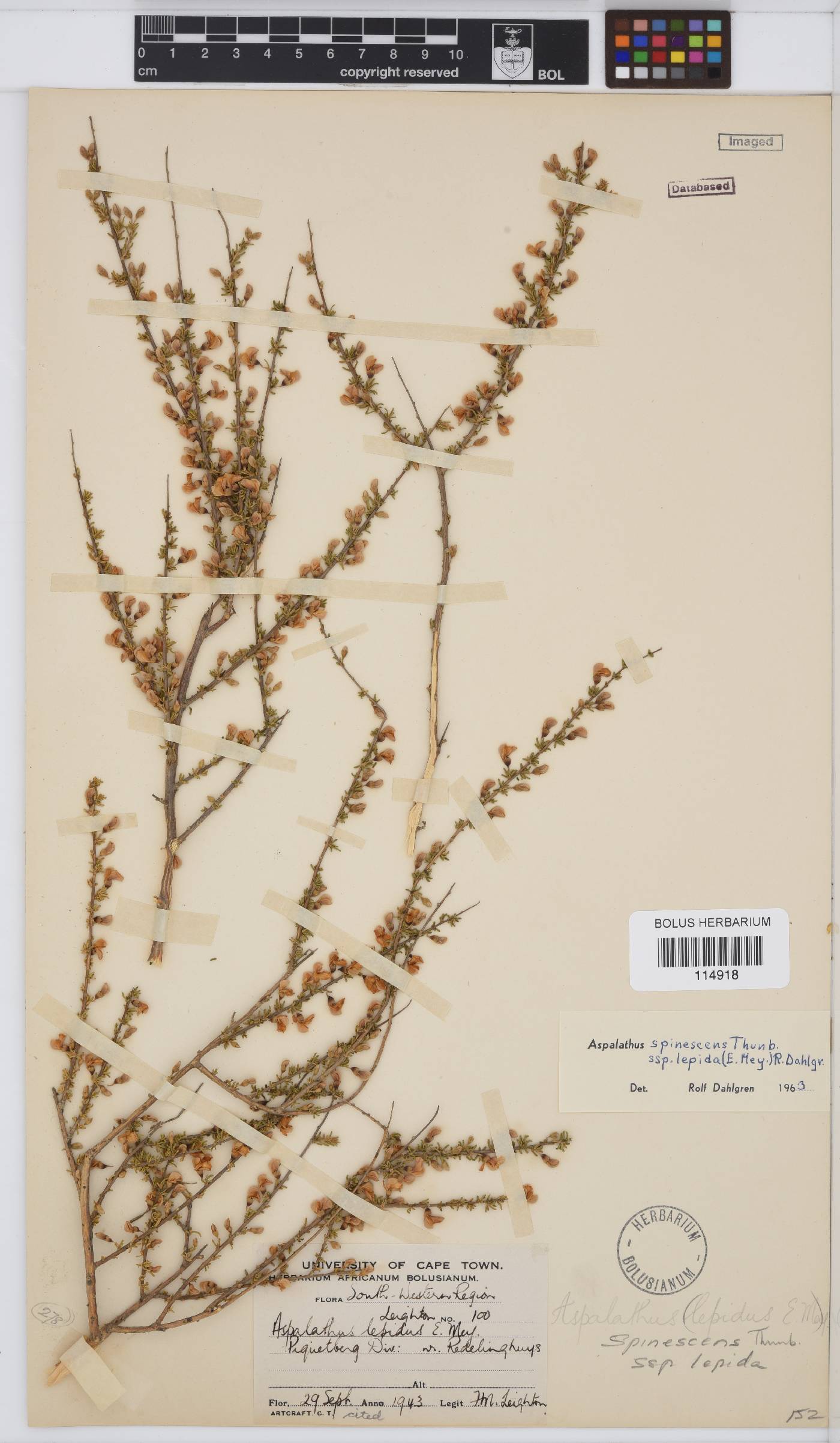 Aspalathus spinescens subsp. lepida image