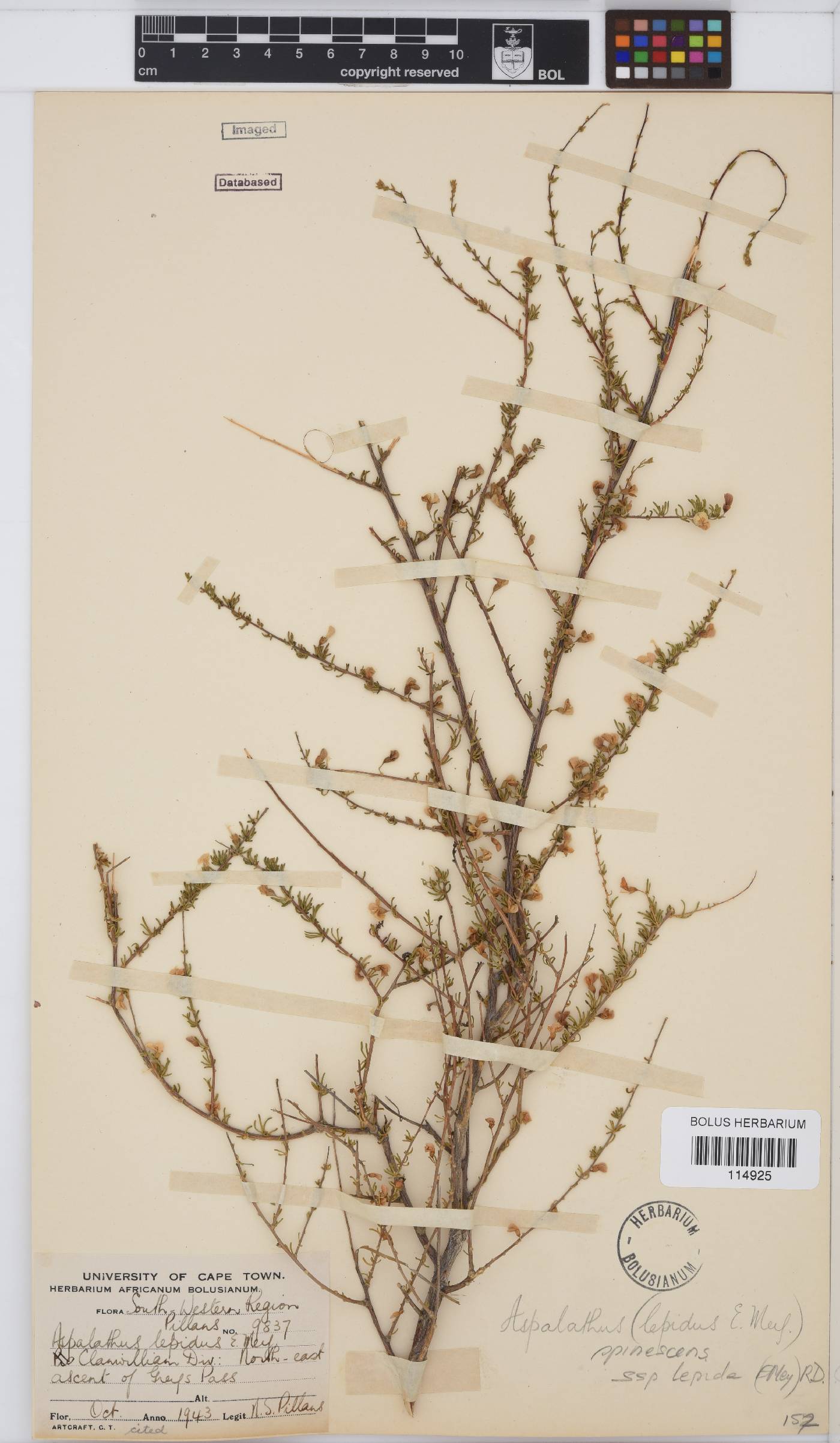 Aspalathus spinescens subsp. lepida image