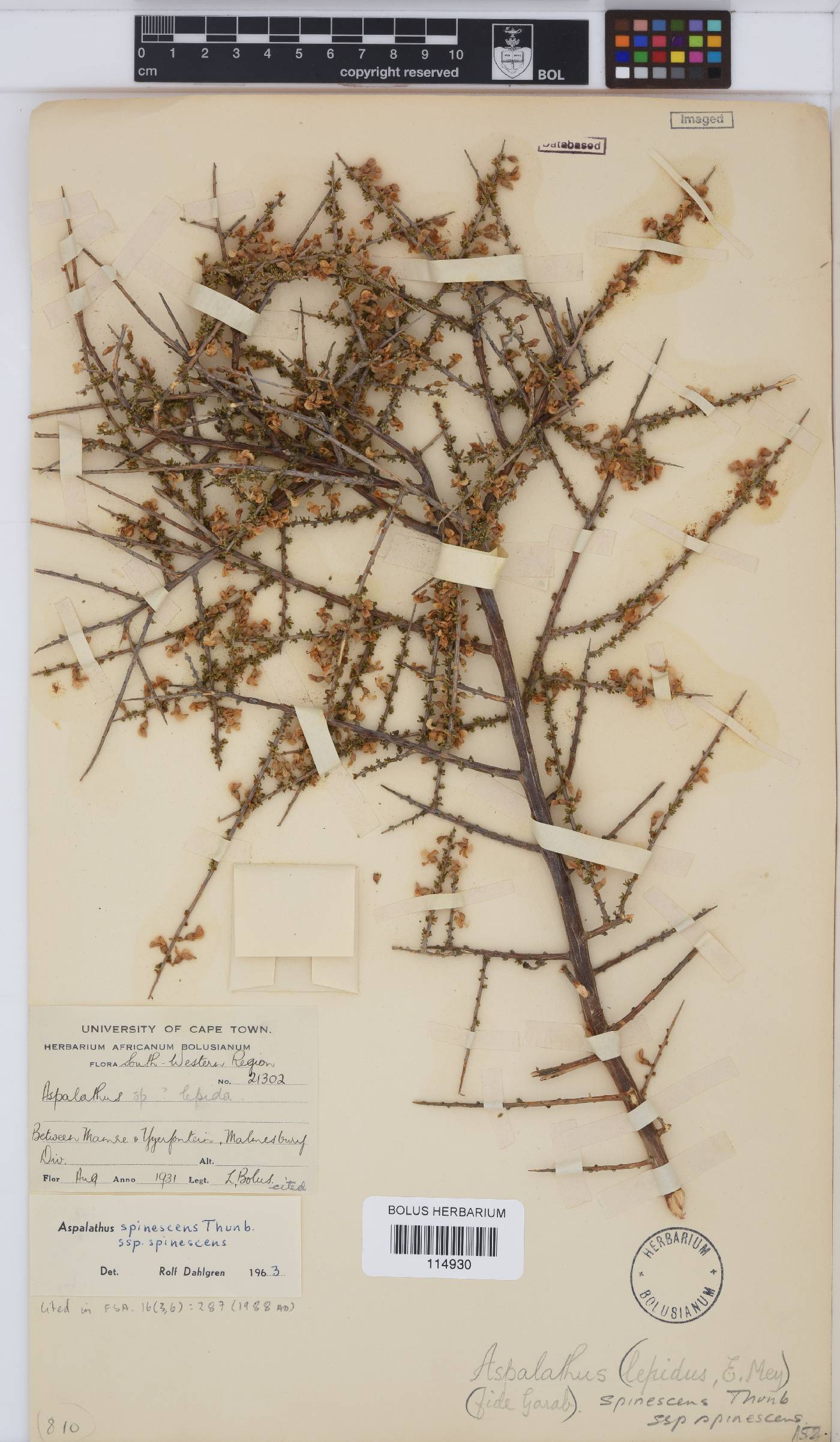 Aspalathus spinescens subsp. spinescens image