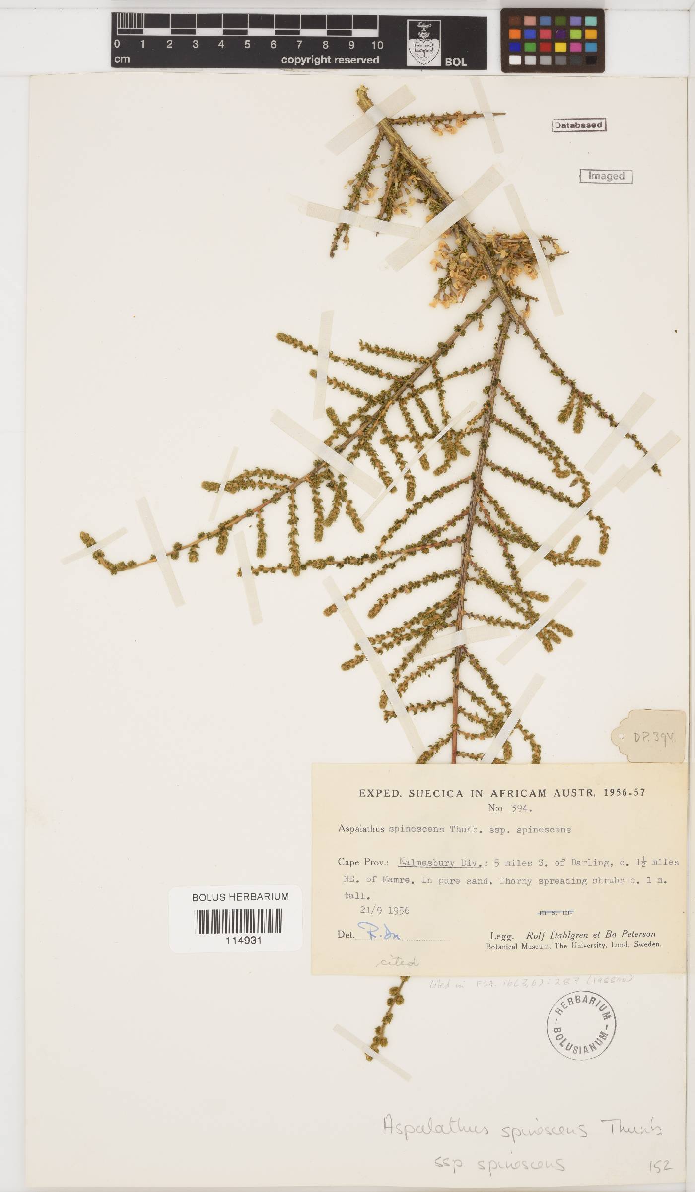 Aspalathus spinescens subsp. spinescens image
