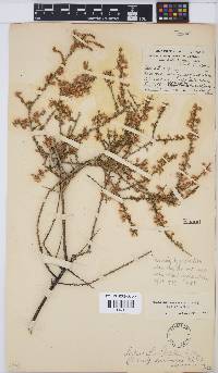 Aspalathus spinescens image