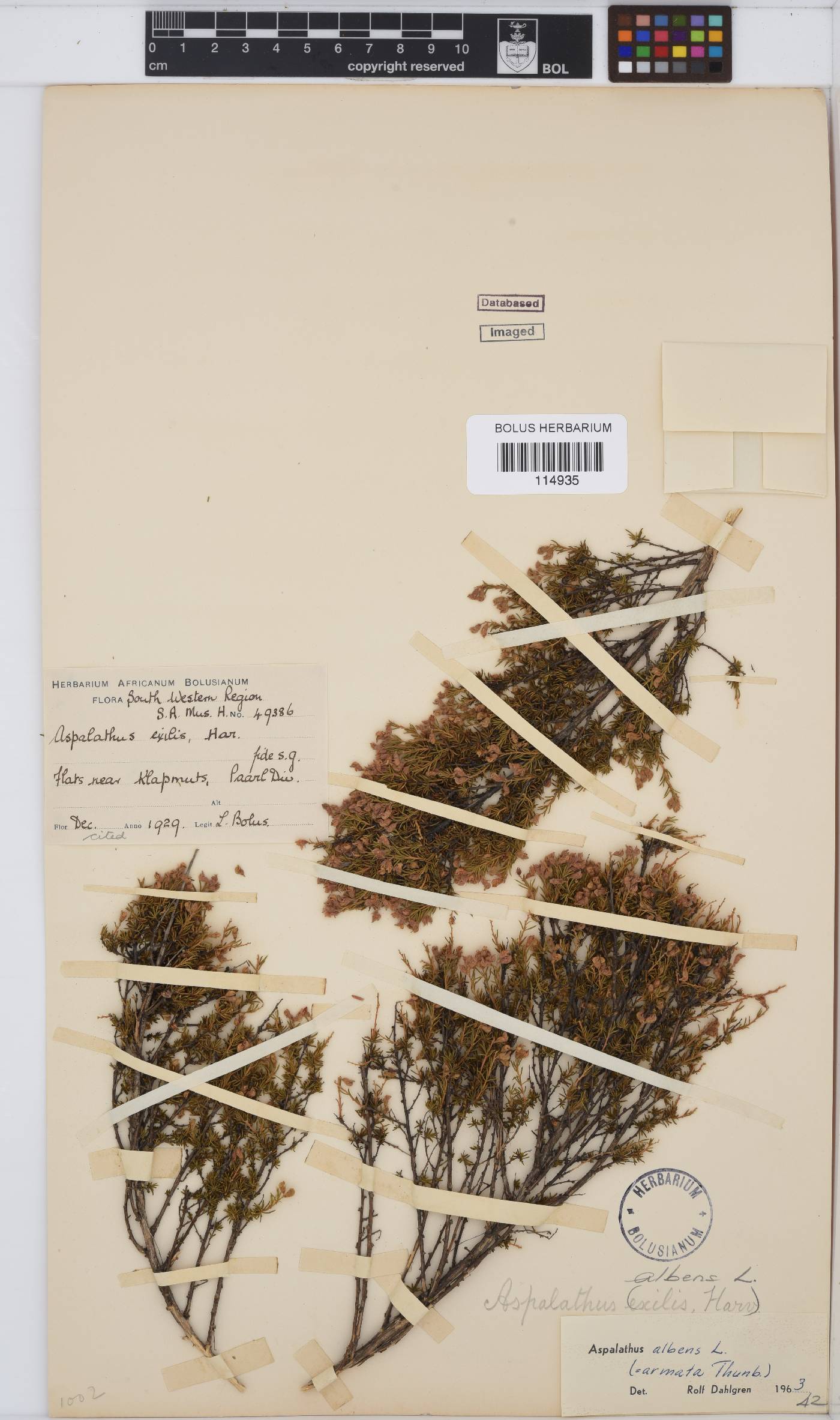 Aspalathus albens image