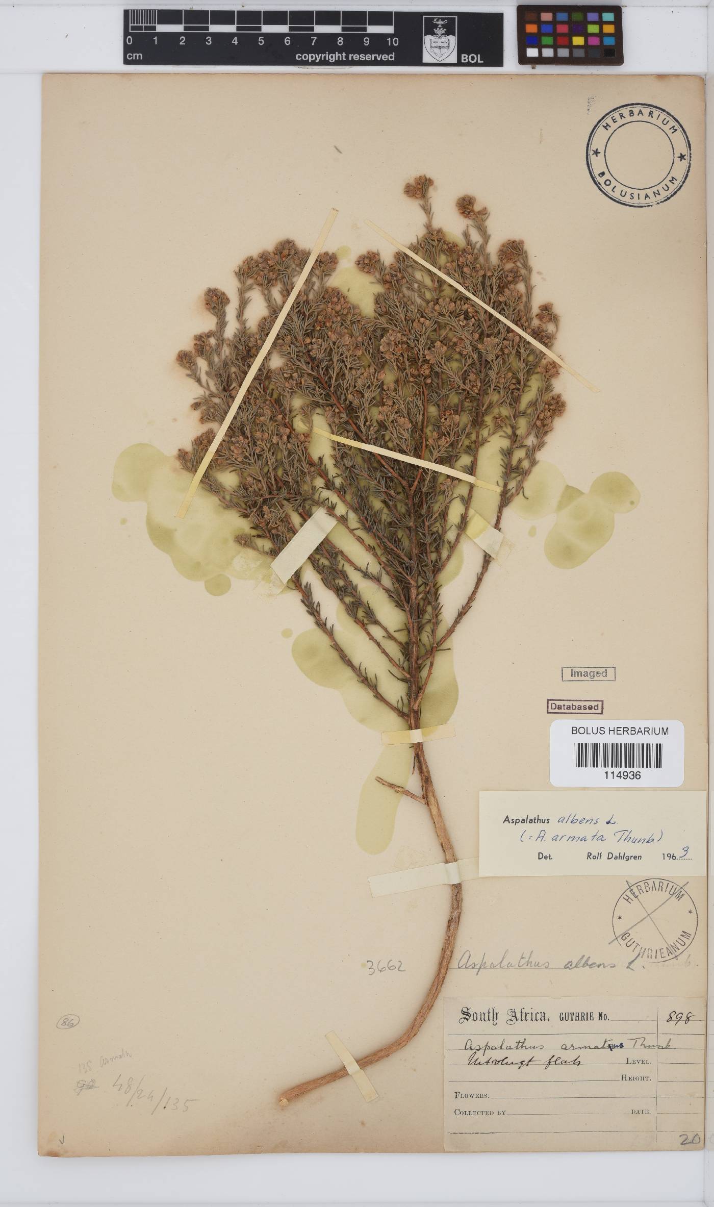 Aspalathus albens image