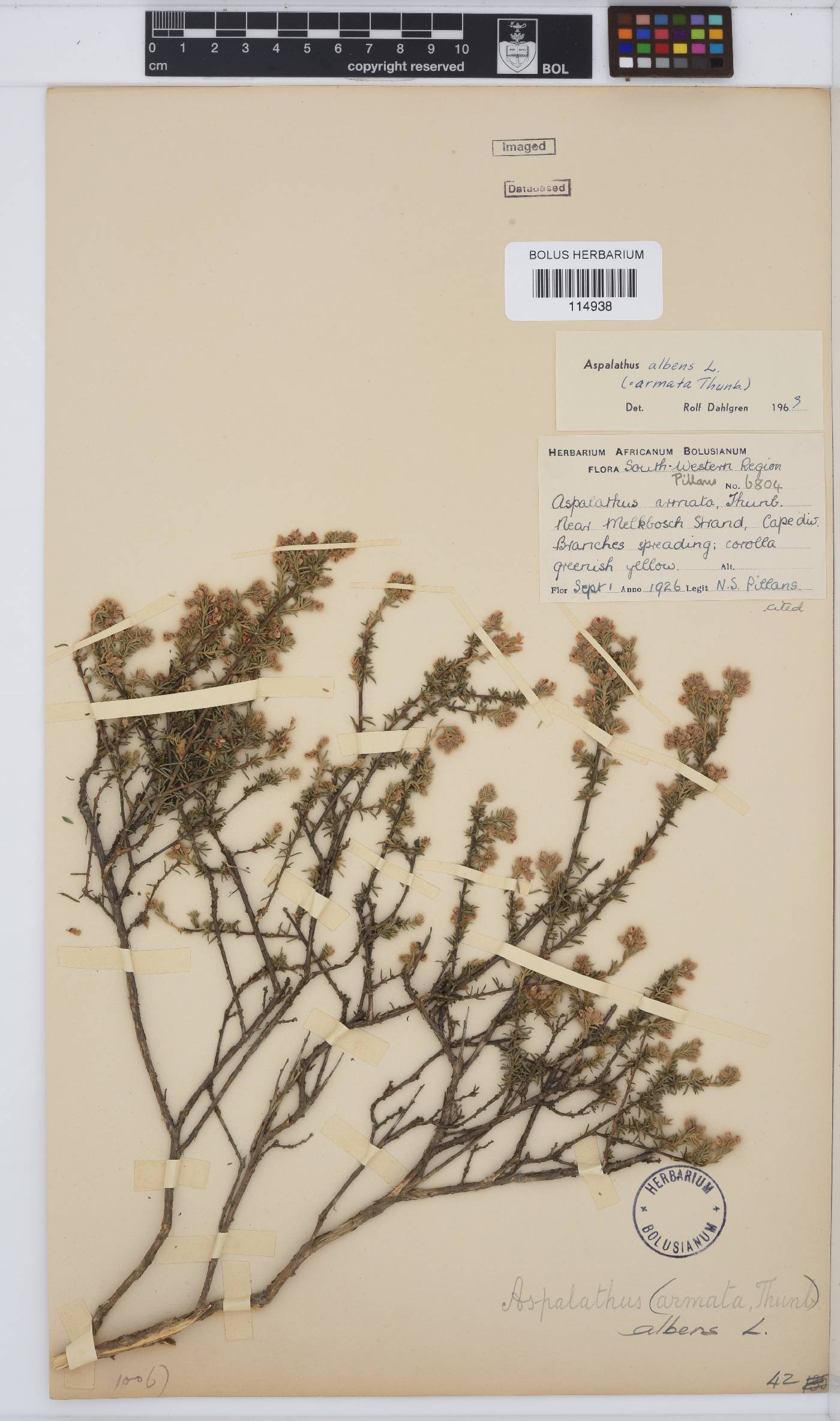 Aspalathus albens image