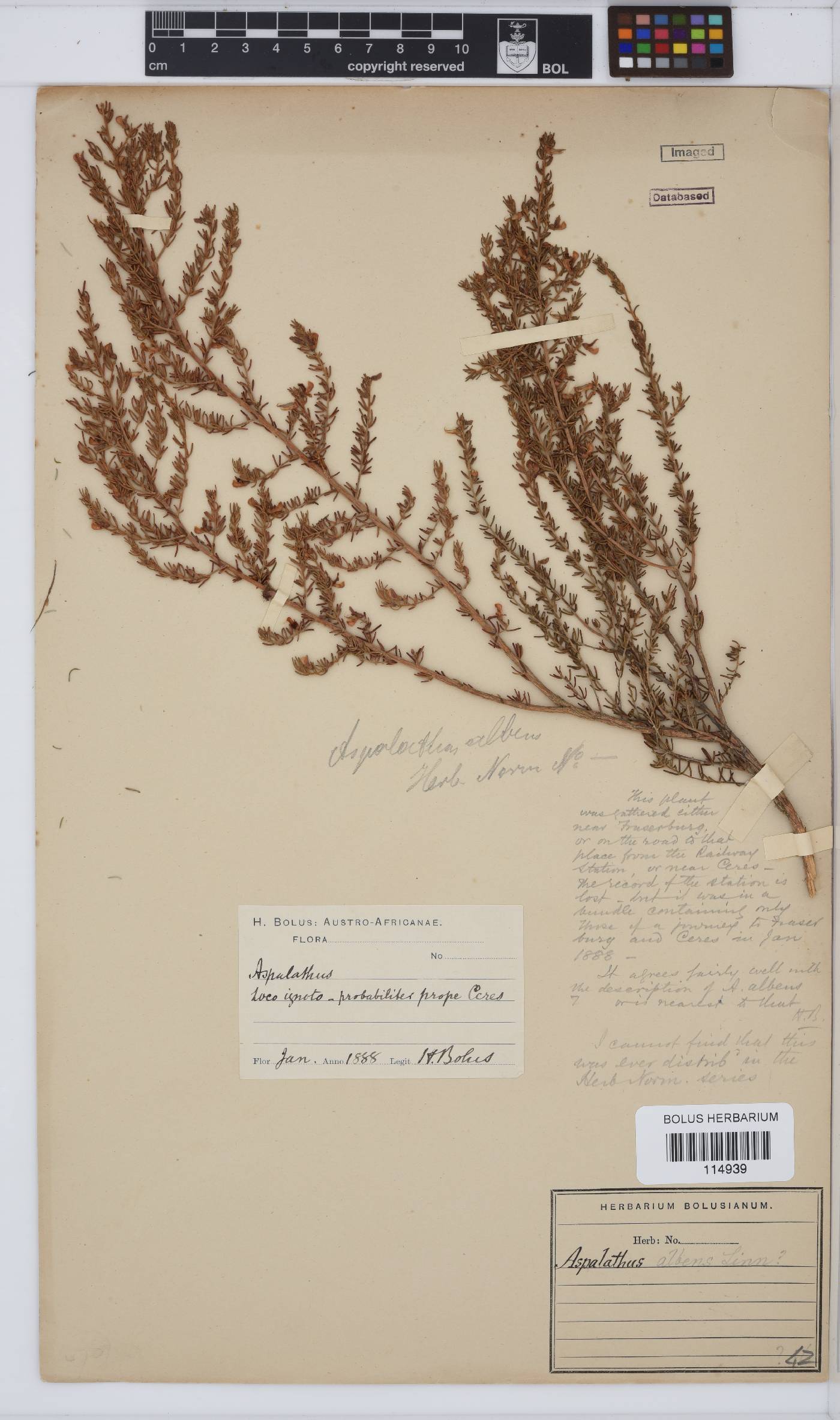 Aspalathus albens image