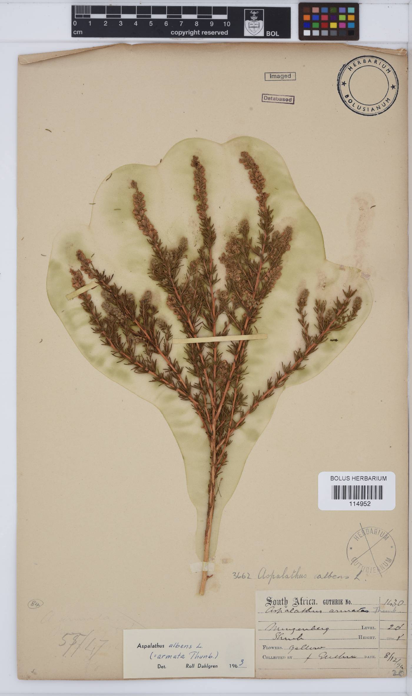 Aspalathus albens image