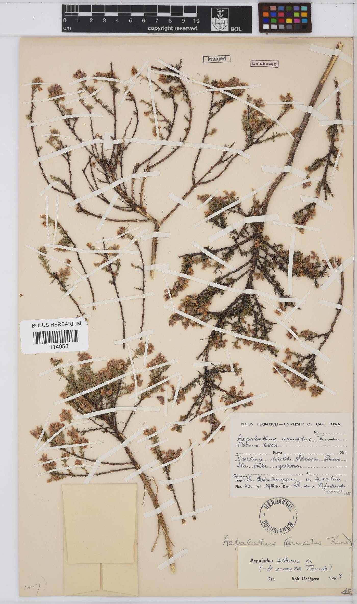 Aspalathus albens image