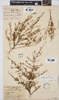 Aspalathus abietina image