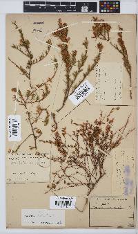 Aspalathus abietina image