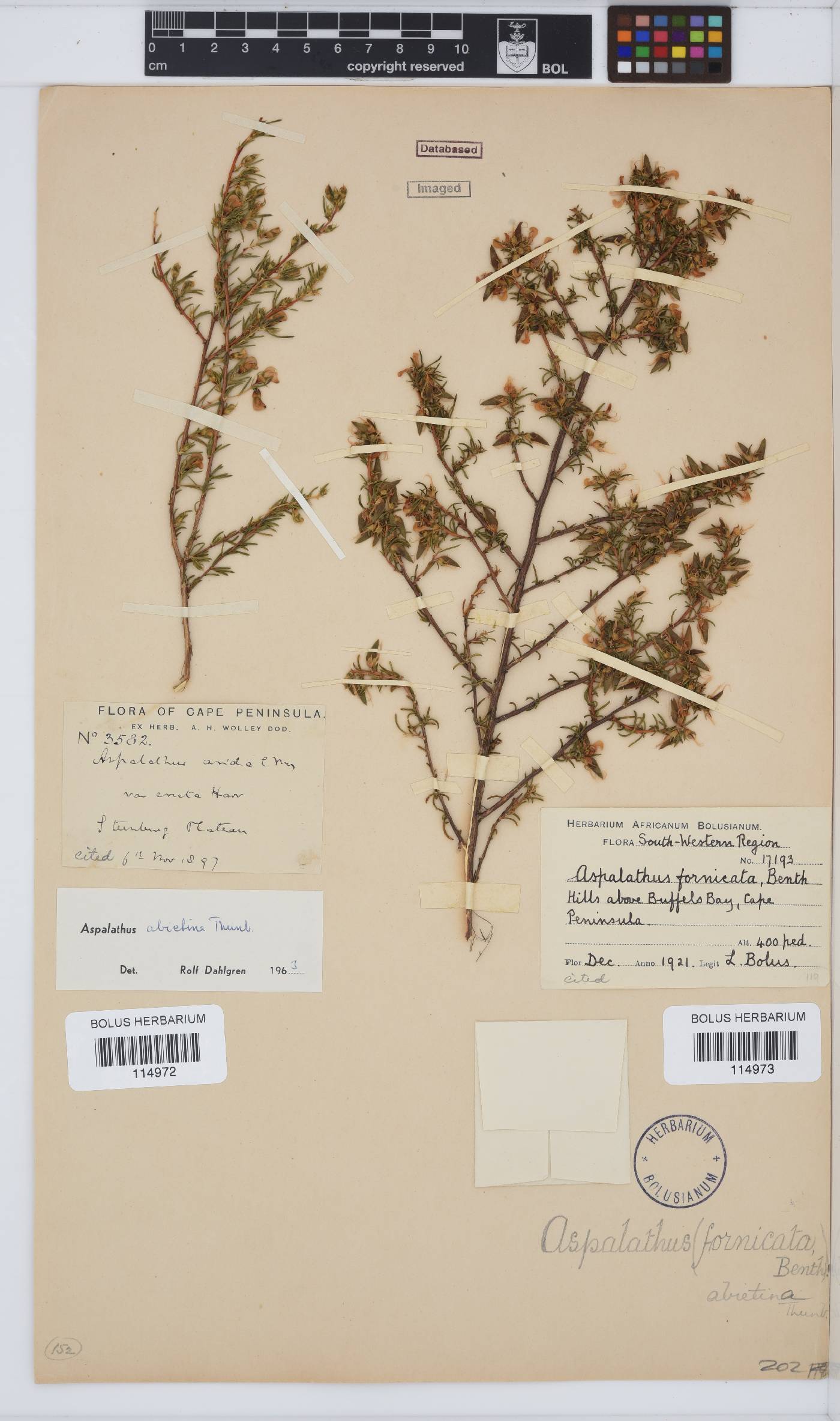 Aspalathus abietina image