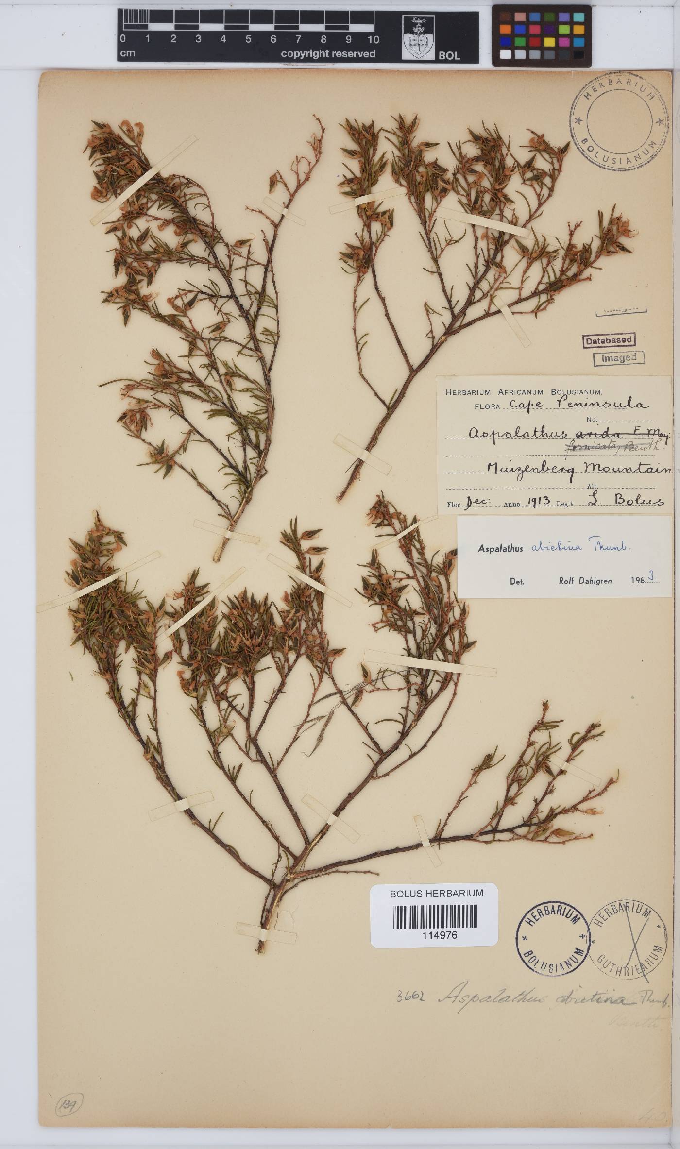 Aspalathus abietina image
