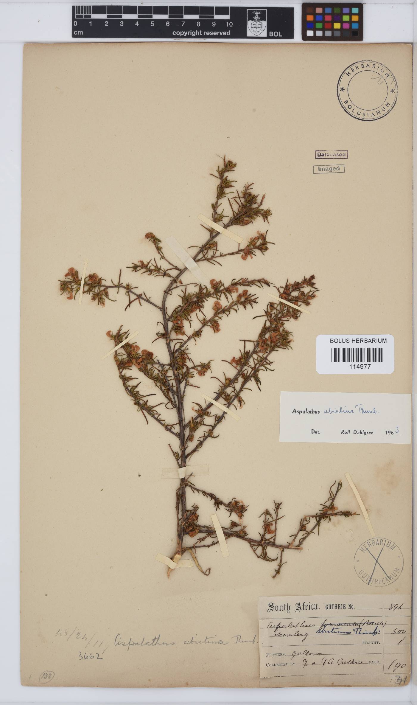 Aspalathus abietina image