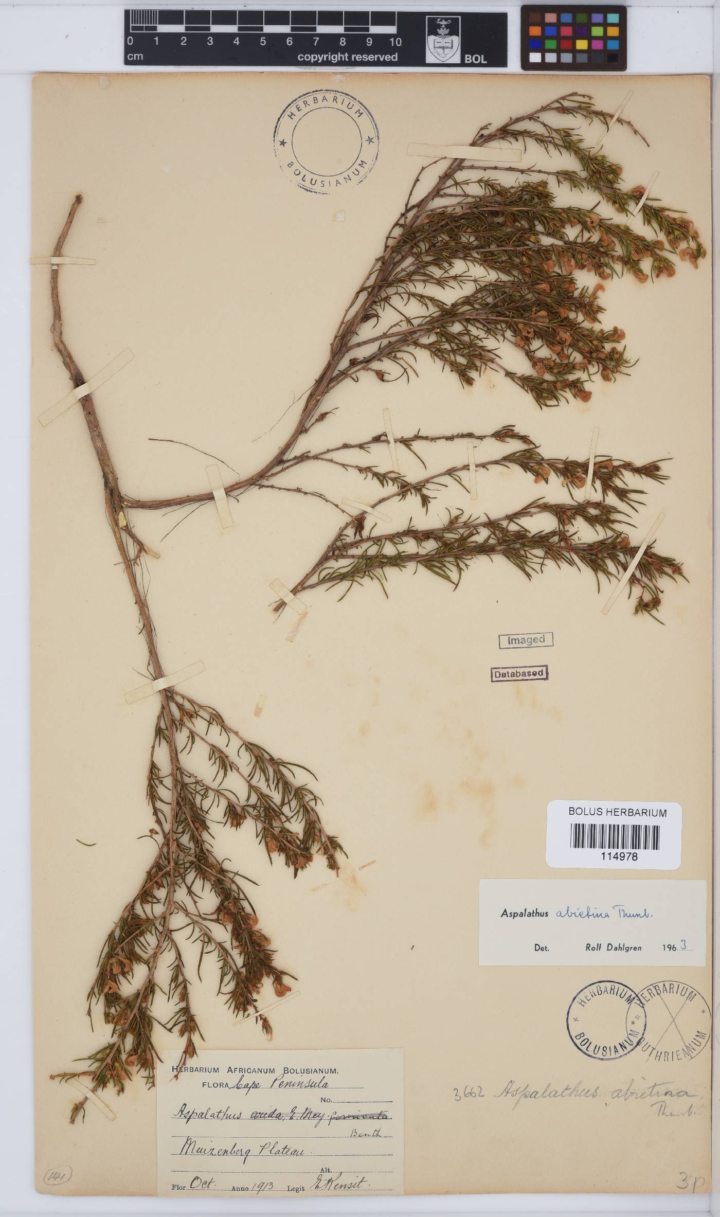 Aspalathus abietina image