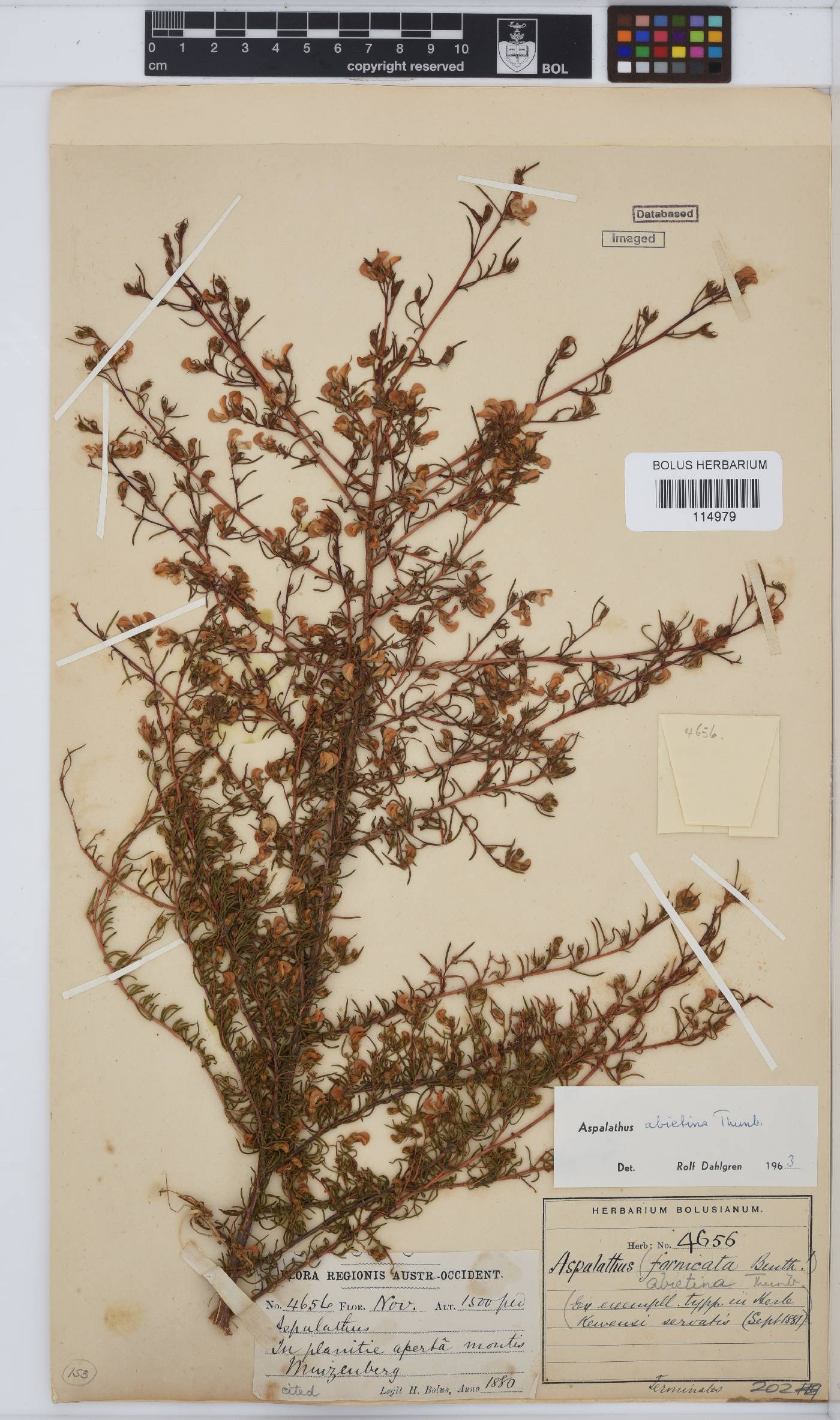 Aspalathus abietina image