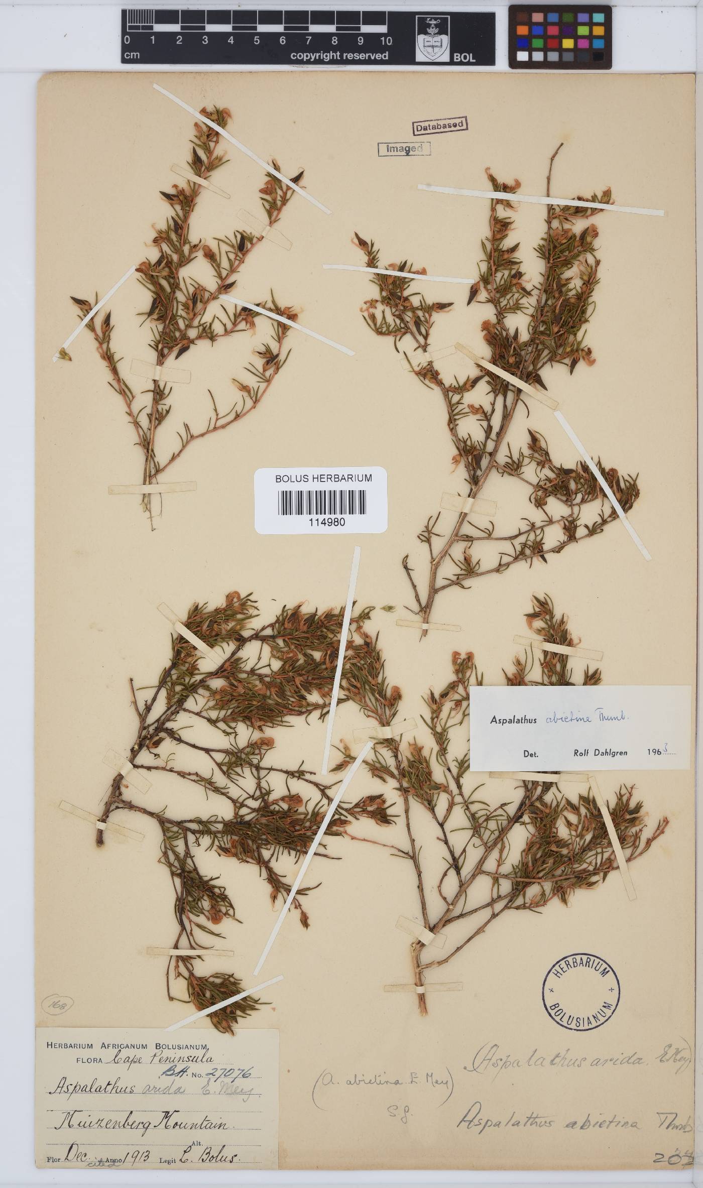Aspalathus abietina image