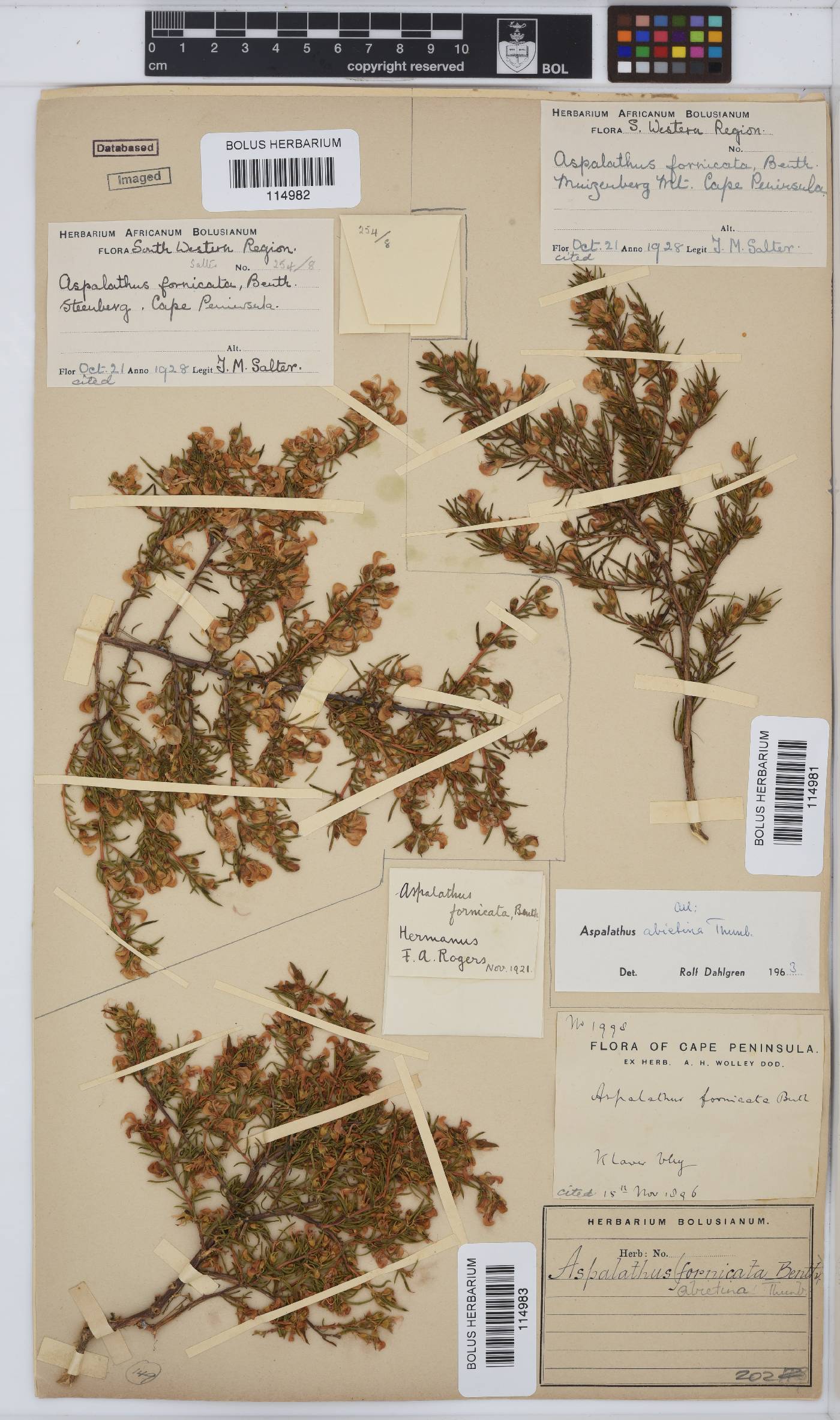 Aspalathus abietina image