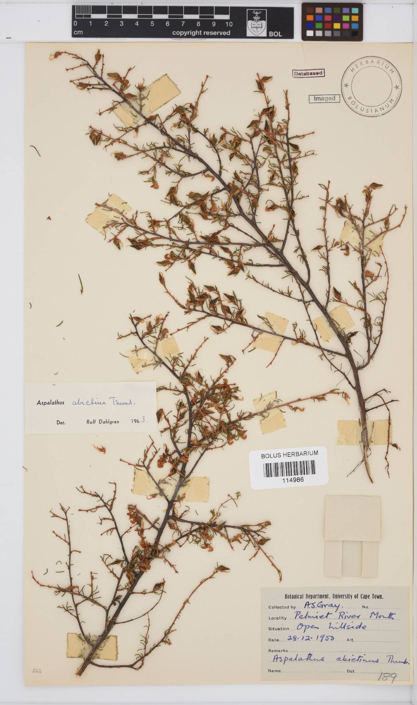 Aspalathus abietina image