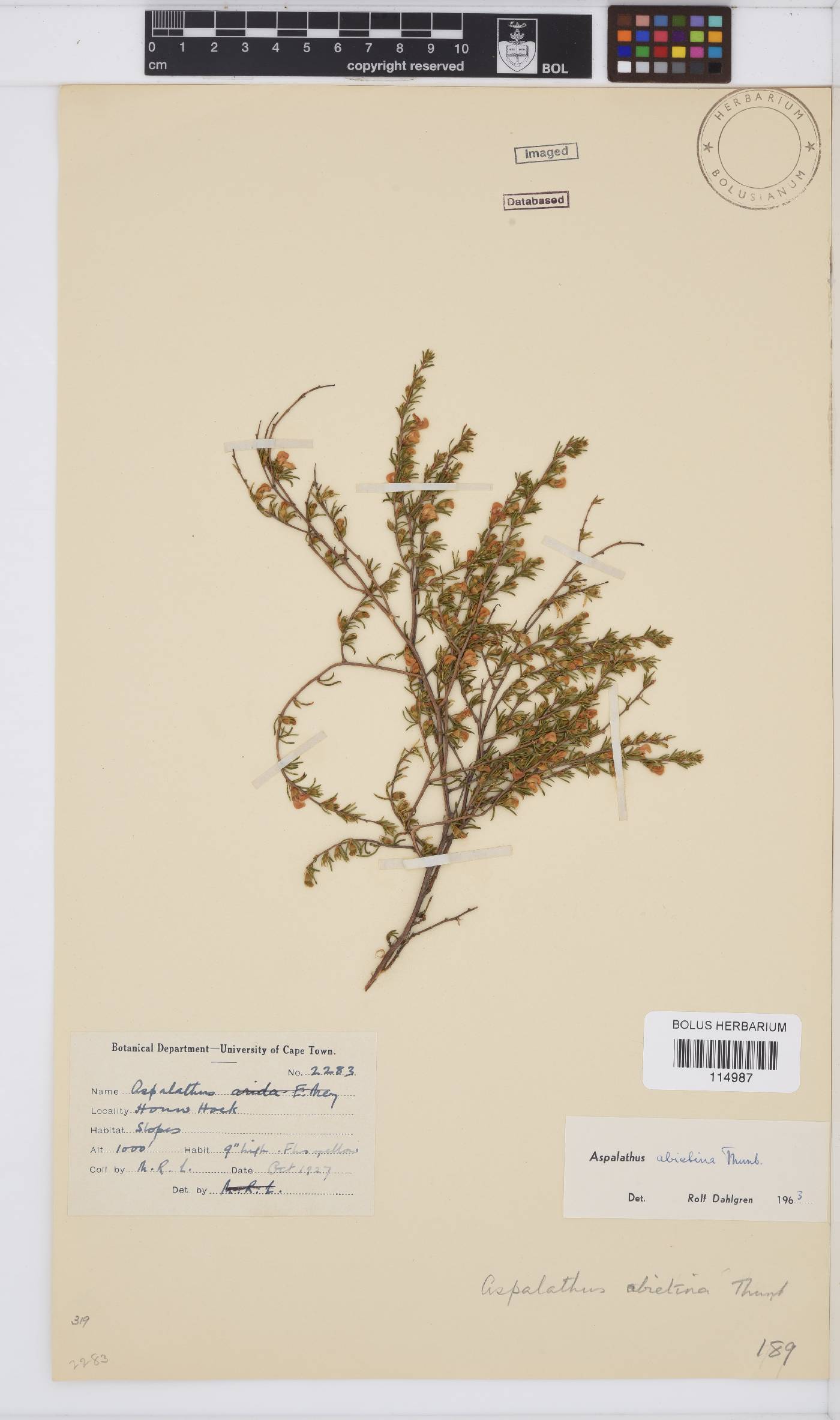 Aspalathus abietina image