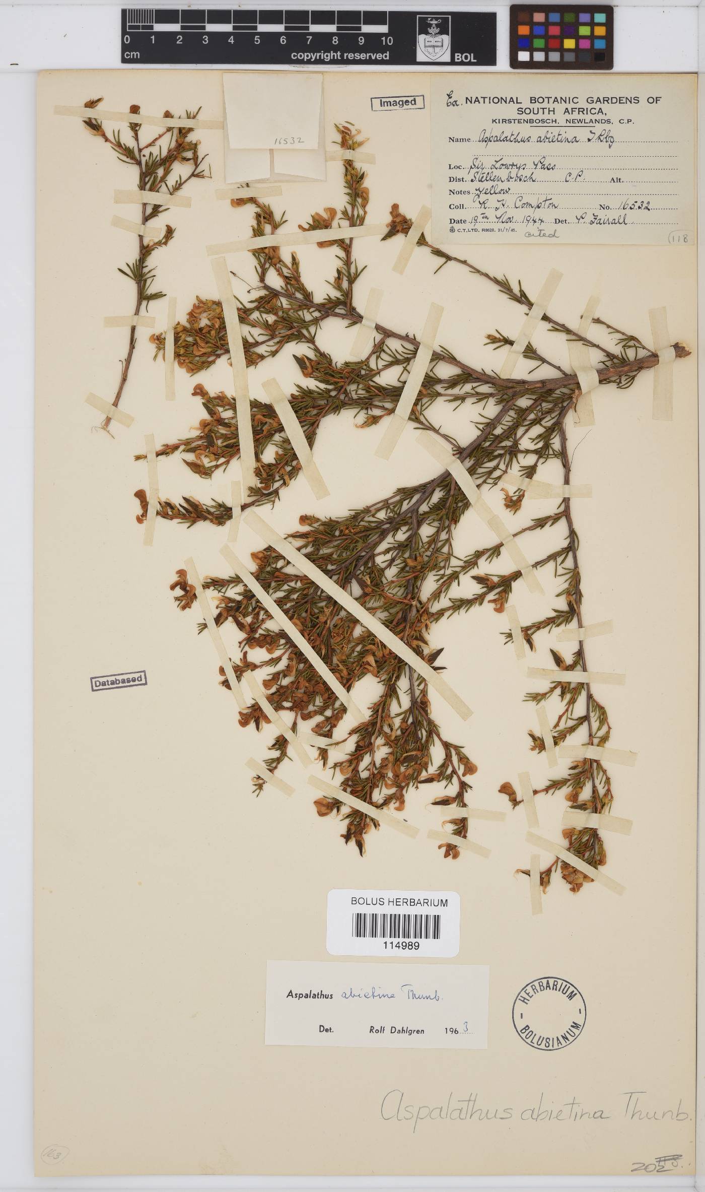 Aspalathus abietina image