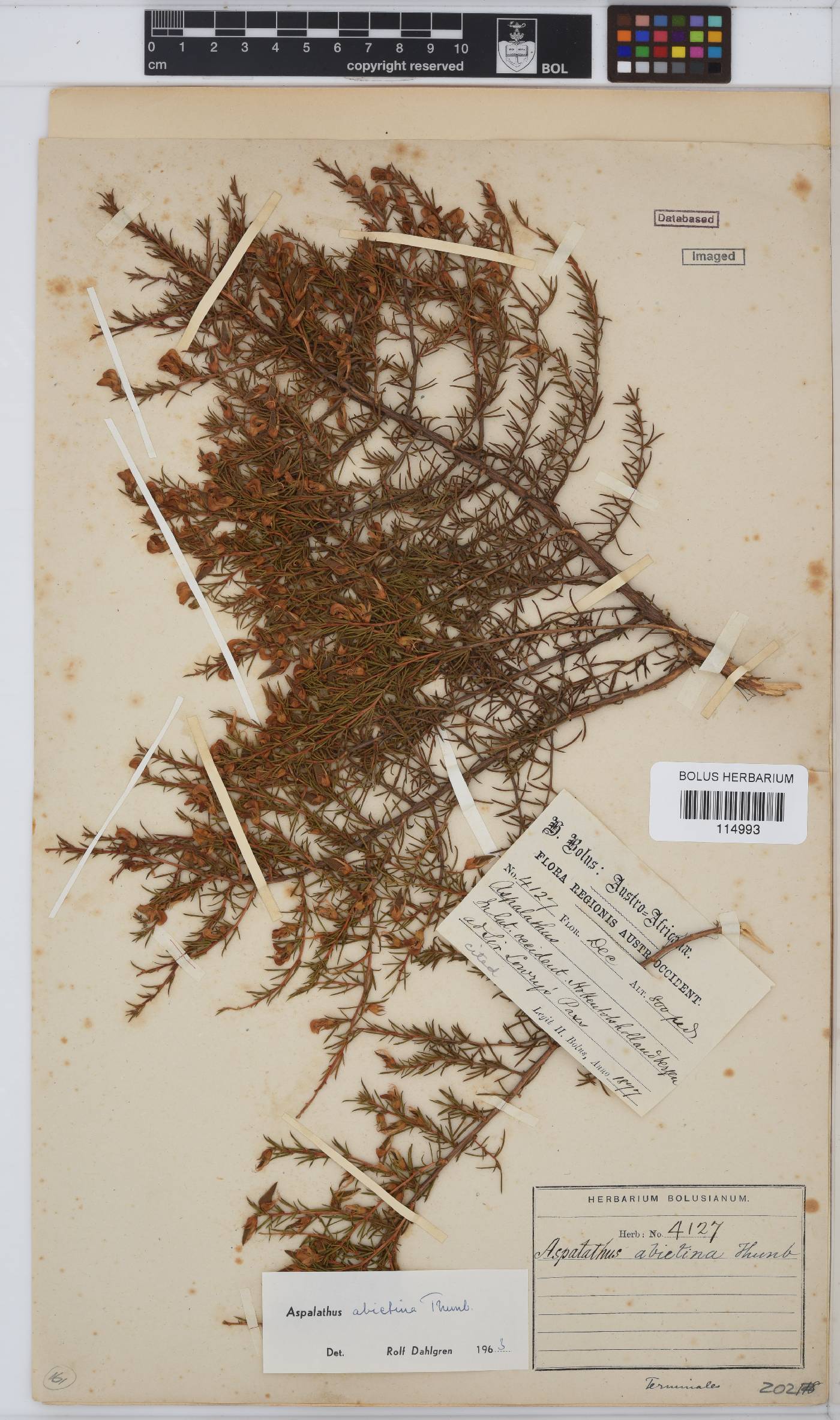 Aspalathus abietina image