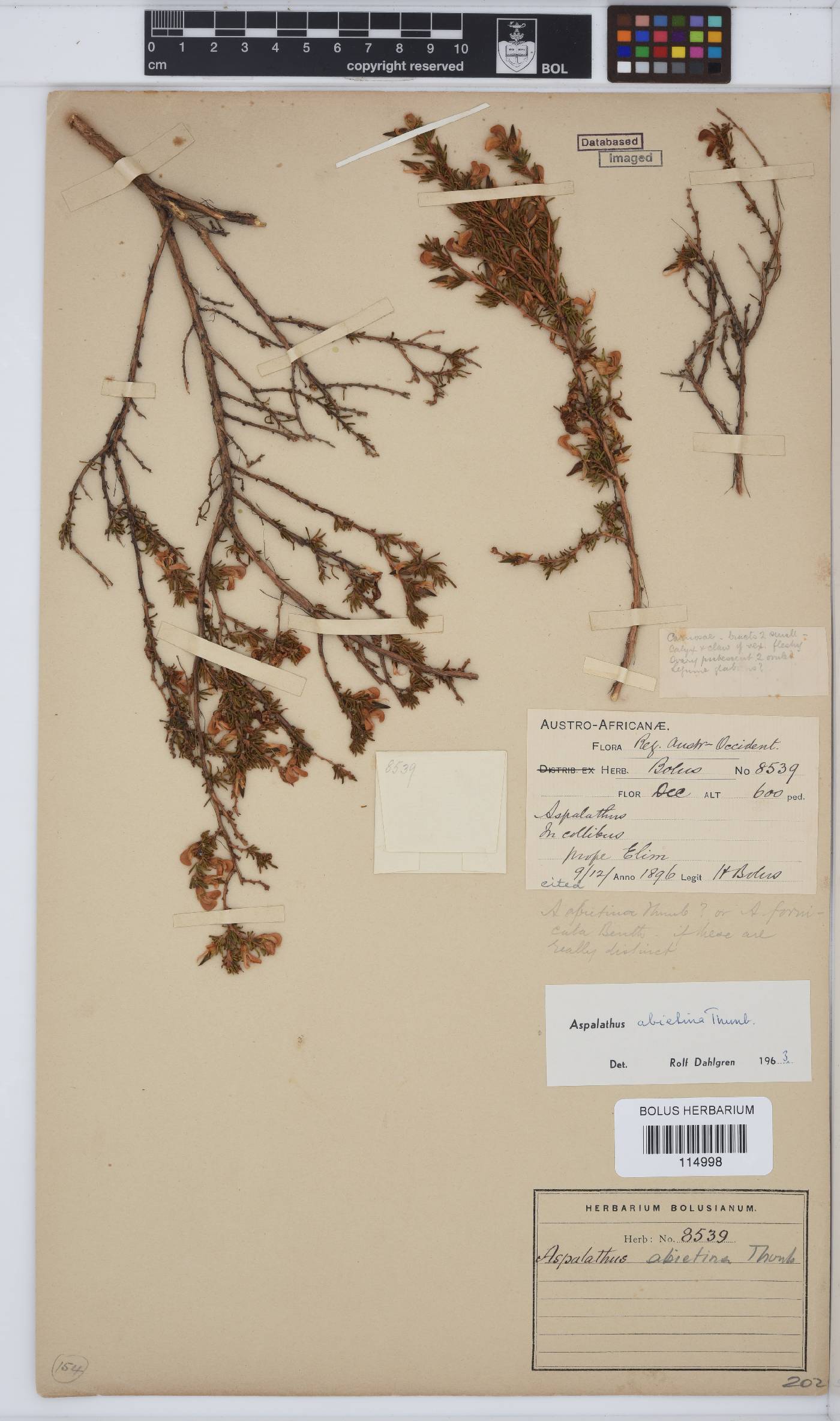 Aspalathus abietina image