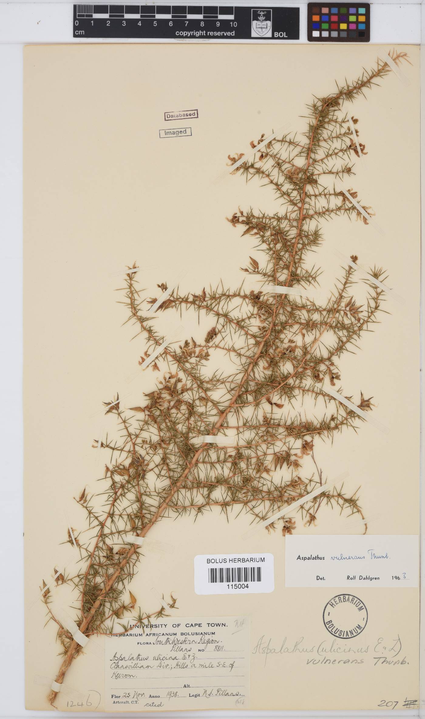 Aspalathus vulnerans image
