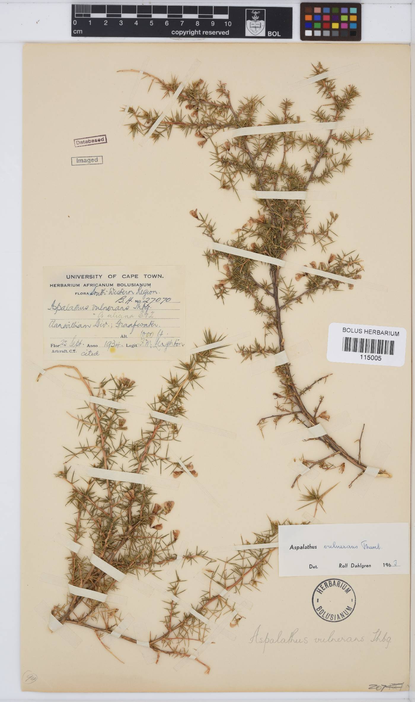 Aspalathus vulnerans image