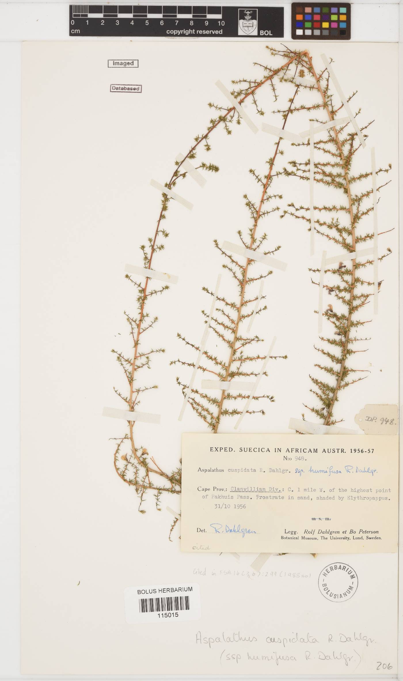 Aspalathus cuspidata image