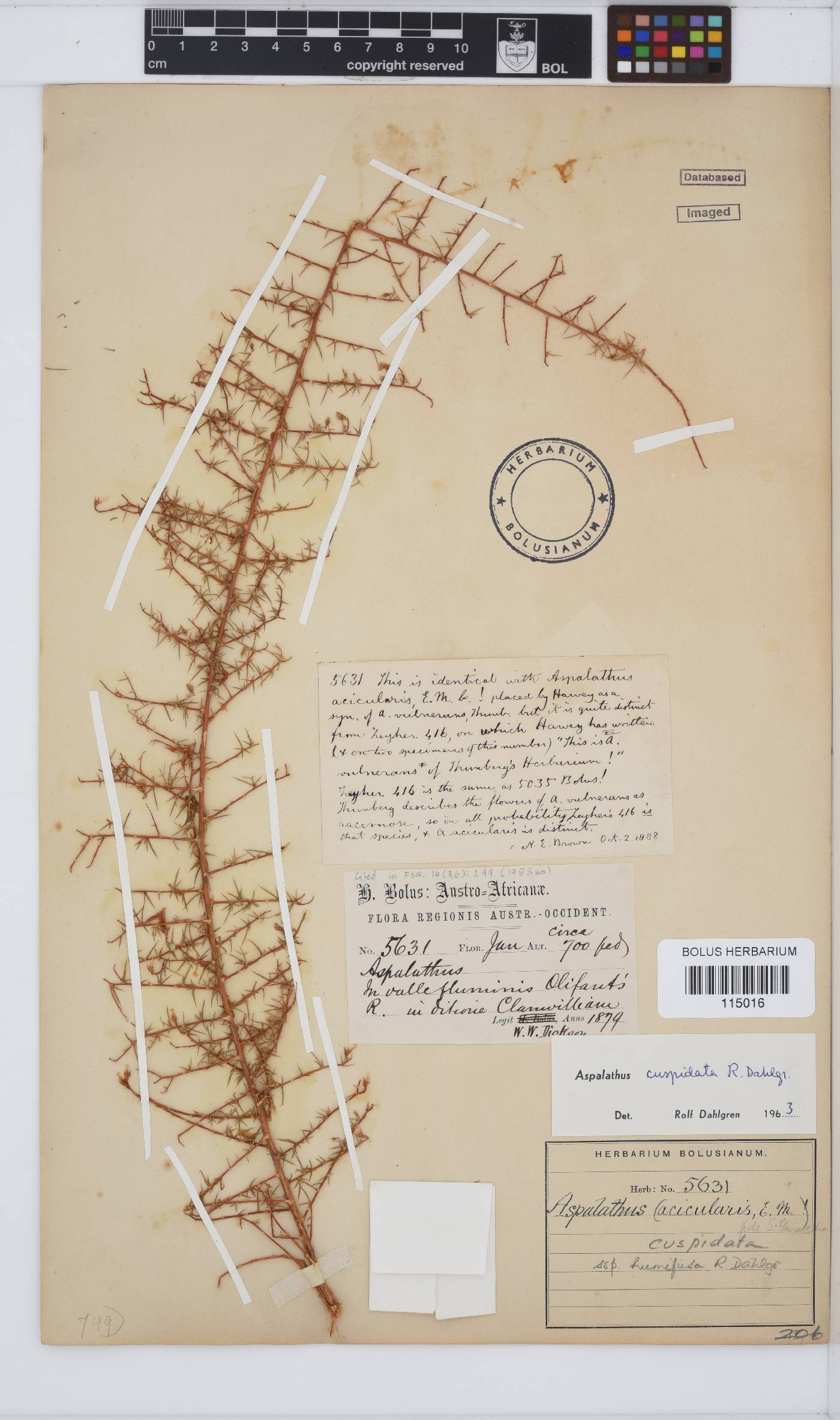 Aspalathus cuspidata image